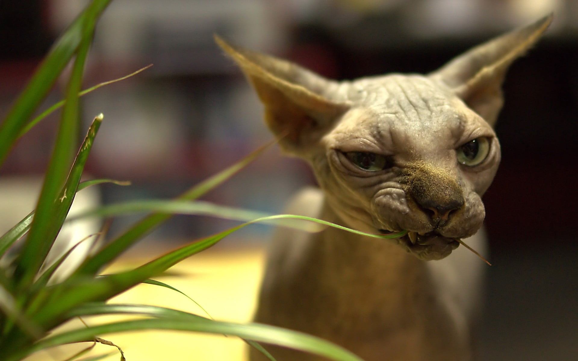 animals in the wild, mammal, animal Head, domestic, beauty In Nature, sphynx Hairless Cat, one Animal, fur, close-up, carnivore, spynx, cat, backgrounds, HD Wallpaper