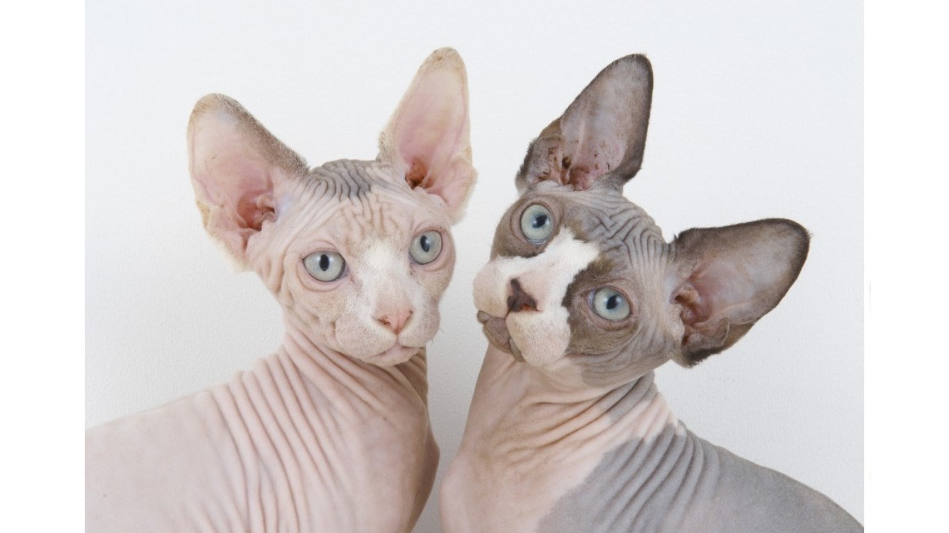 720P, sphynx cat, HD Wallpaper
