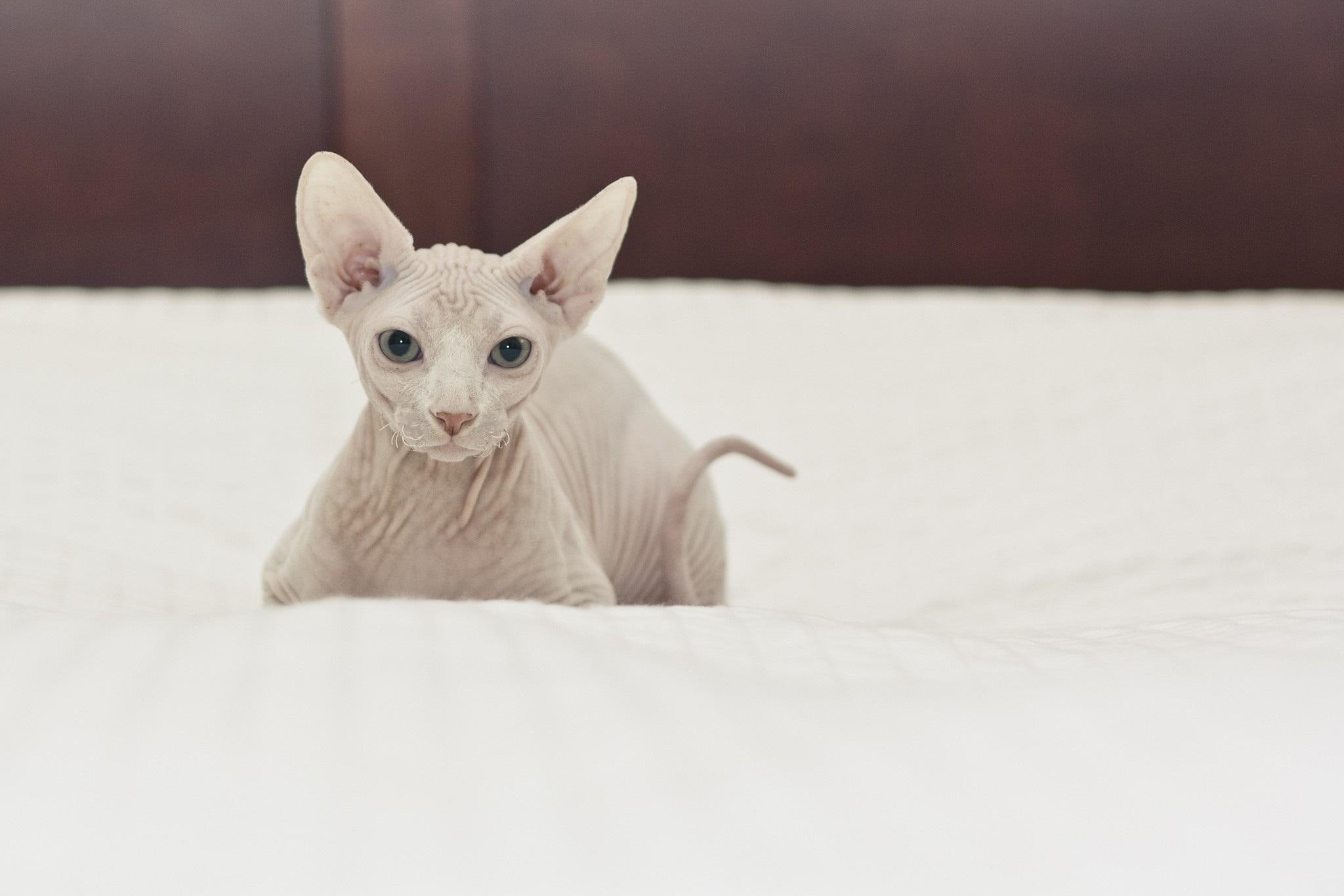 koty, sfinks, animals, sphynx, zwierzeta, cat, 1080P, HD Wallpaper