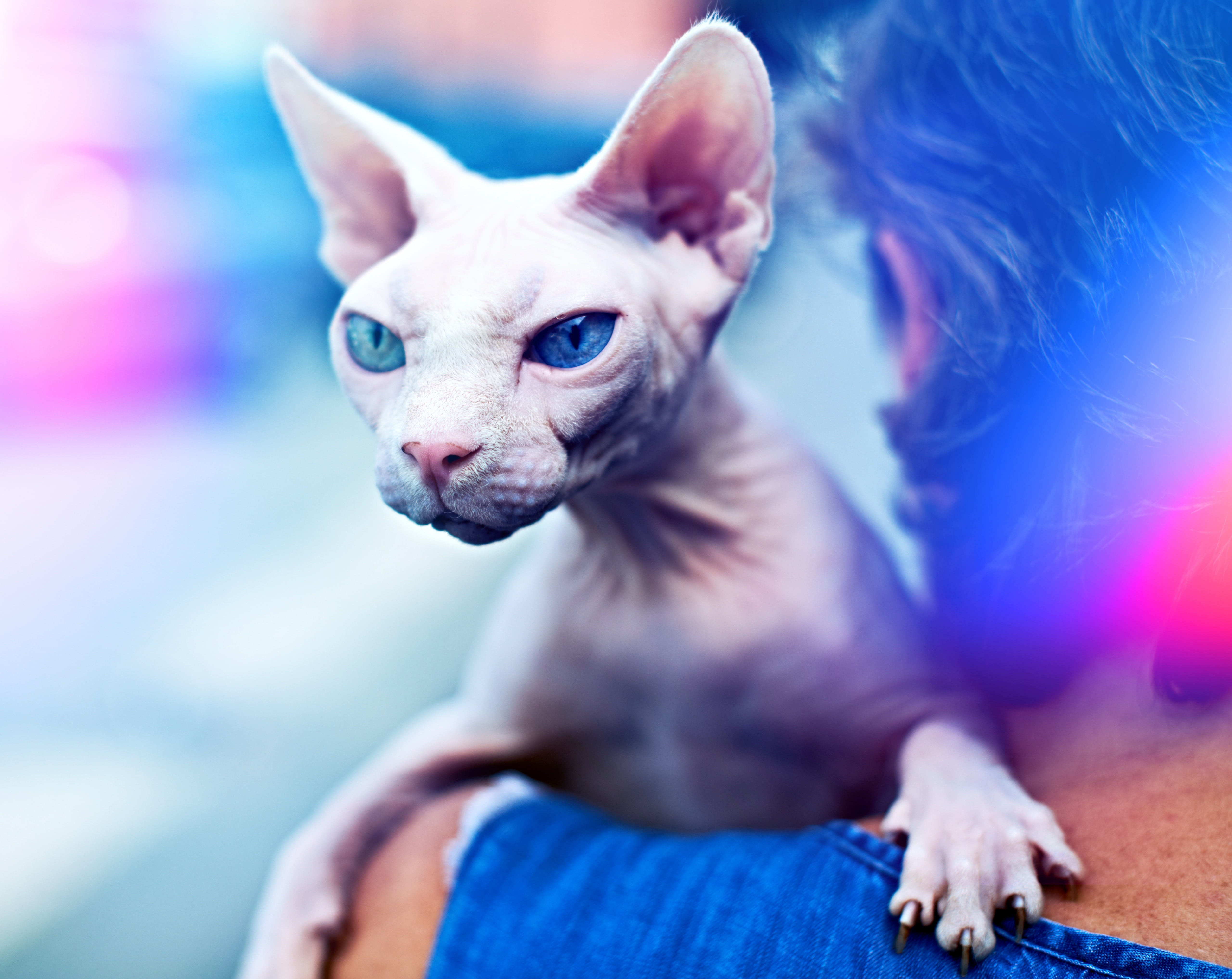 young animal, canine, Sphynx, lap dog, human limb, mammal, looking, cat, Animals, sitting, Breed, people, 5K, Beautiful, domestic animals, bad, Kitty, HD Wallpaper