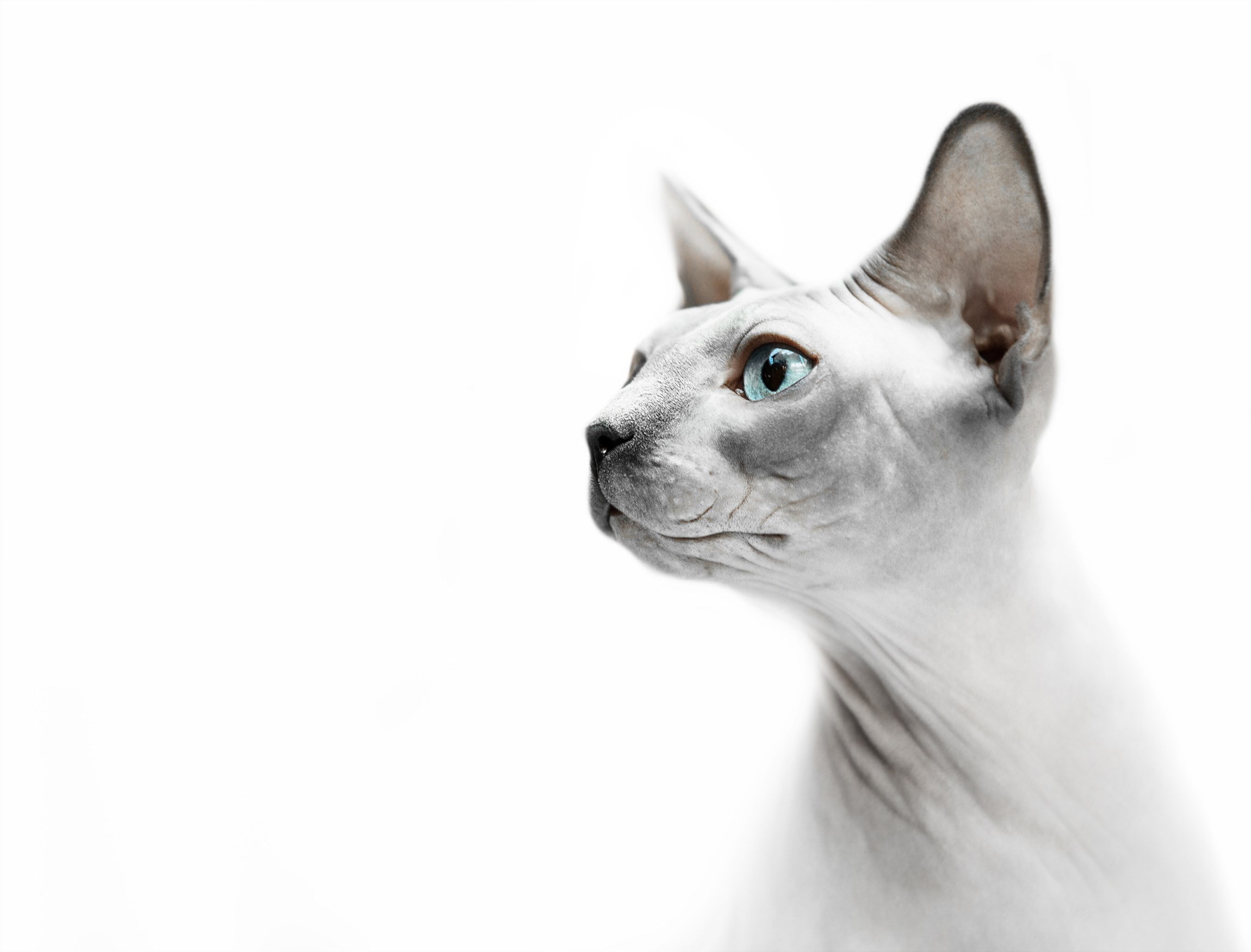 sphynx cat, 1080P, HD Wallpaper