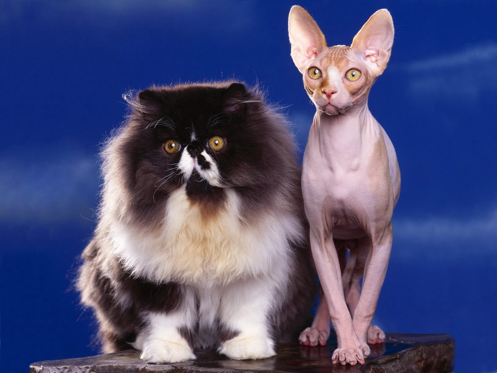 looking at camera, one Animal, two animals, beautiful, purebred Cat, domestic Animals, small, group of animals, cat, sitting, gray, fluffy, no People, animal Eye, HD Wallpaper