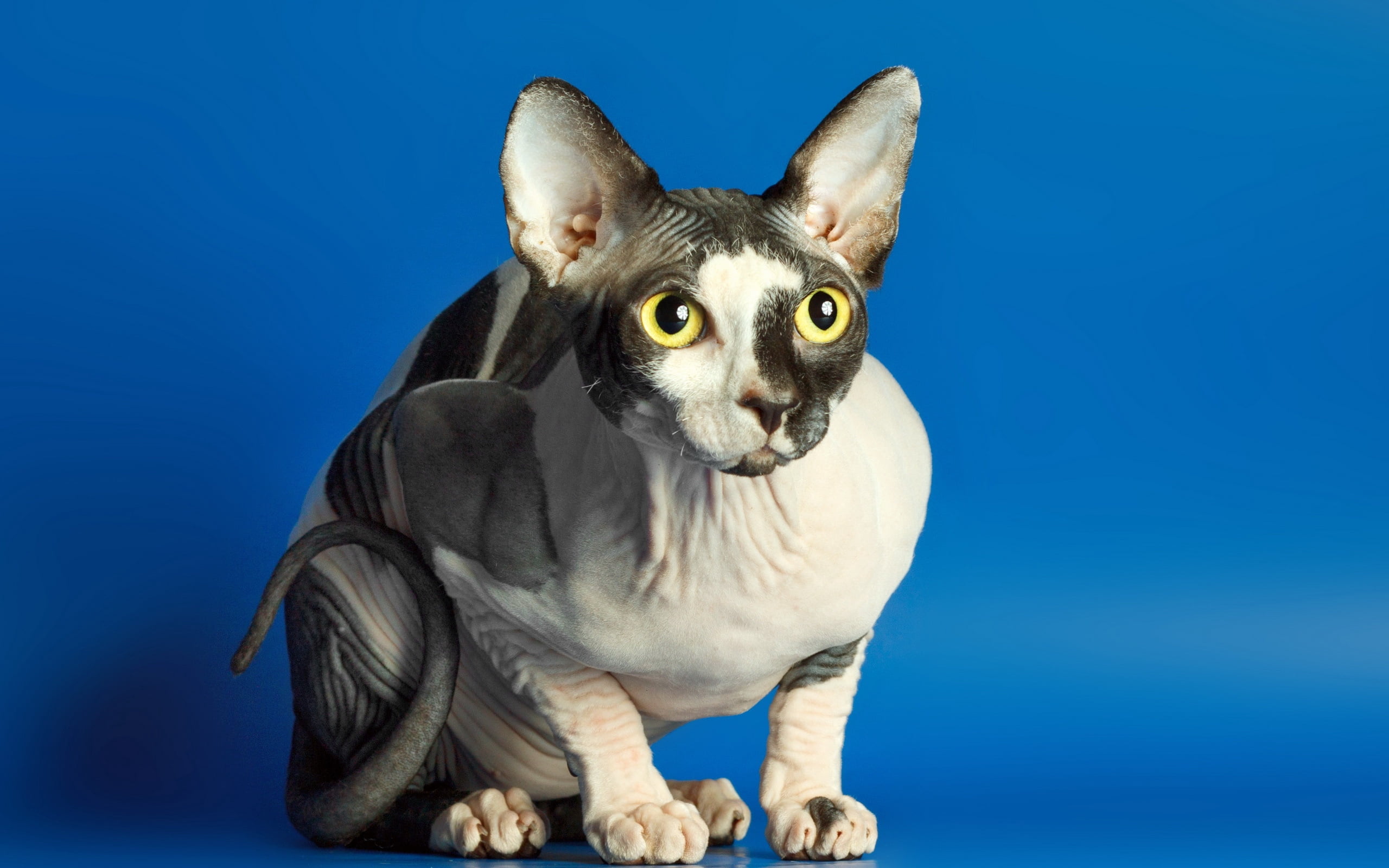 2K, young Animal, pets, no people, blue background, gray, spotted, black, feline, studio Shot, domestic Cat, hairless, blue, cute, sphynx Hairless Cat, HD Wallpaper