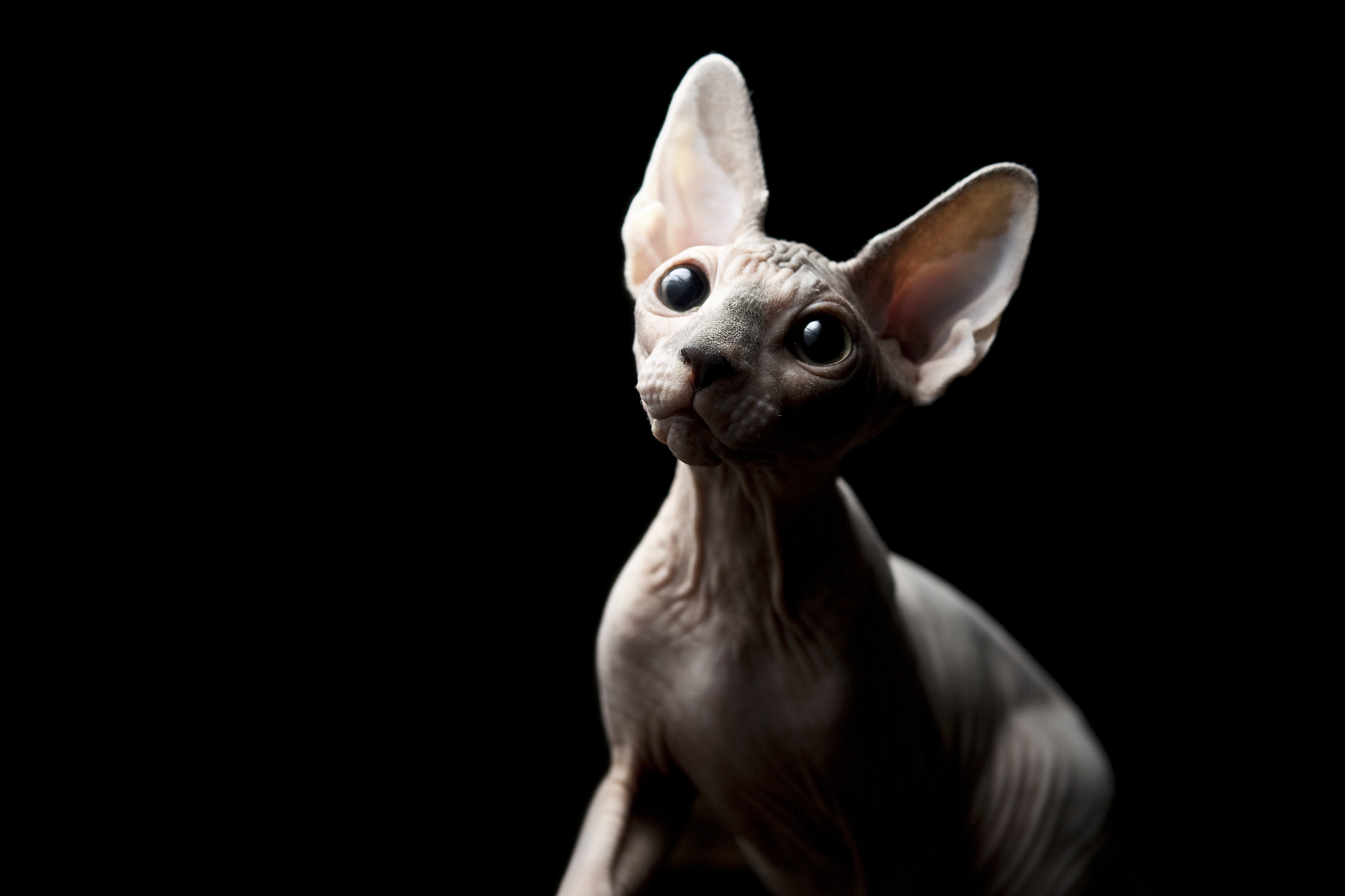 domestic, portrait, look, domestic Cat, no People, hairless, easter, cut Out, black Color, domestic Animals, Sphynx, mammal, eyes, whisker, white, chihuahua - dog, HD Wallpaper