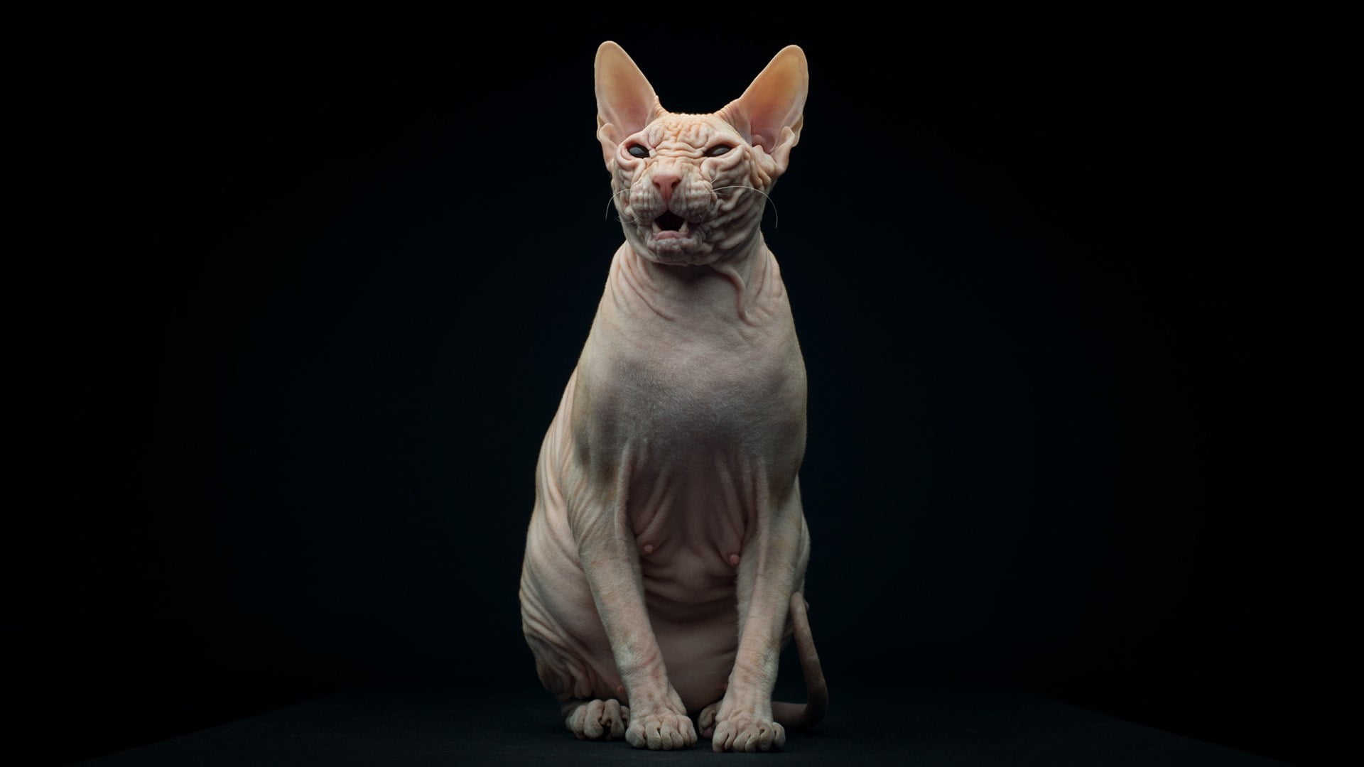 vertebrate, copy space, front view, whiskers, cat, small, canine, studio shot, mammal, chihuahua - dog, indoors, sphynx, domestic animals, no people, domestic, HD Wallpaper