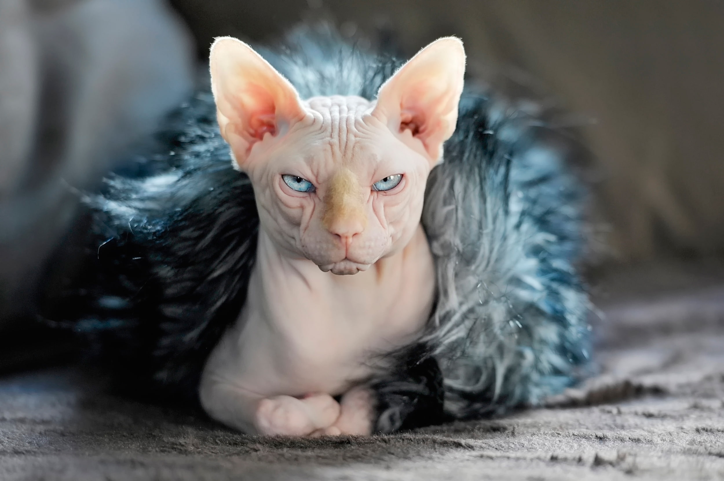 1080P, cat, sphynx, fur, HD Wallpaper