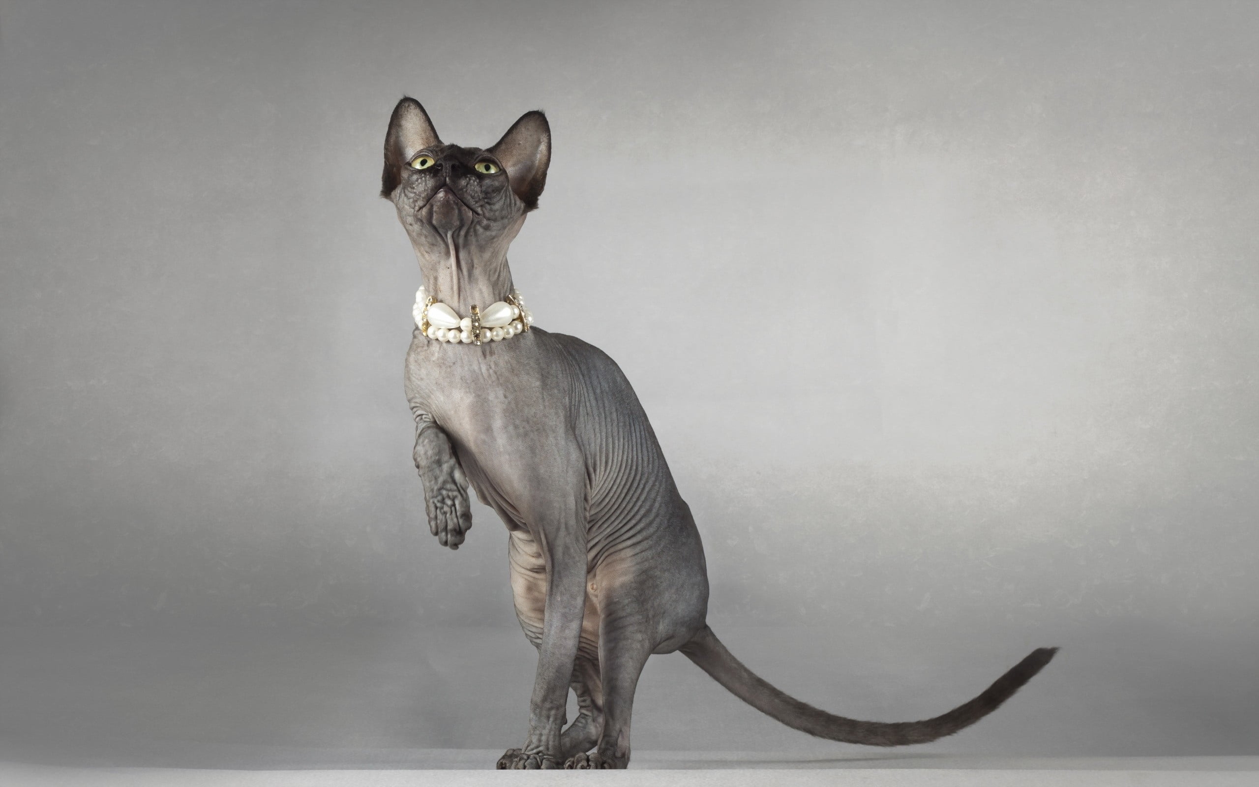nature, brown, pets, eyes, illustration, no People, day, 2K, hairless, cute, looking, animal wildlife, collar, animal, domestic Animals, sphynx, wall - building feature, HD Wallpaper