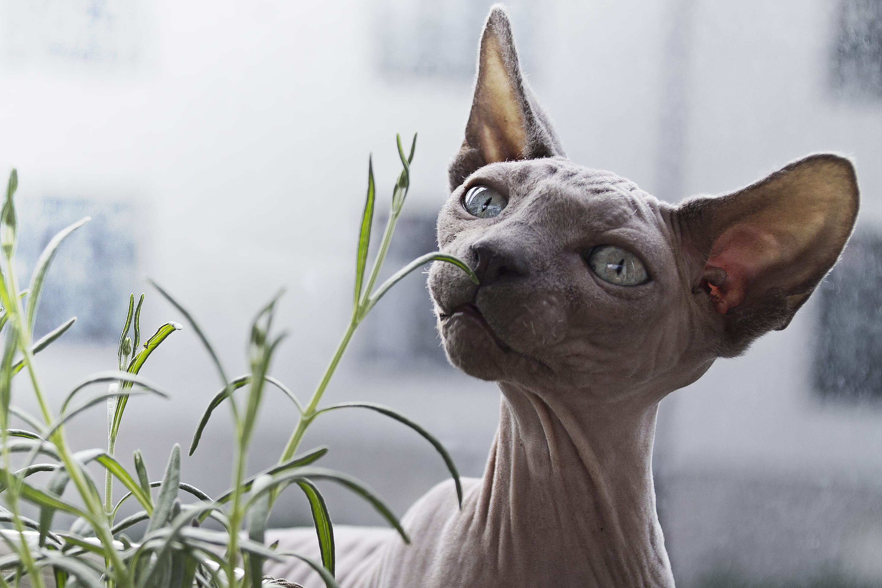 2K, focus on foreground, vertebrate, sphynx, breed, pet, house plant, one animal, animal head, smell, face, domestic, close-up, herb, small, hairless cat, HD Wallpaper