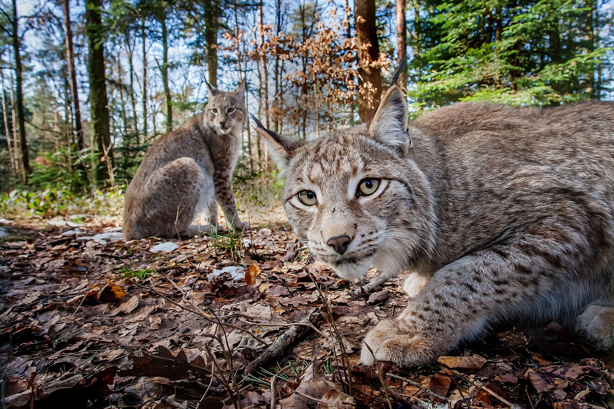 trot, animal wildlife, cat, 1080P, land, forest, vertebrate, outdoors, feline, looking at camera, nature, predators, two, lion - feline, no people, mammal, HD Wallpaper