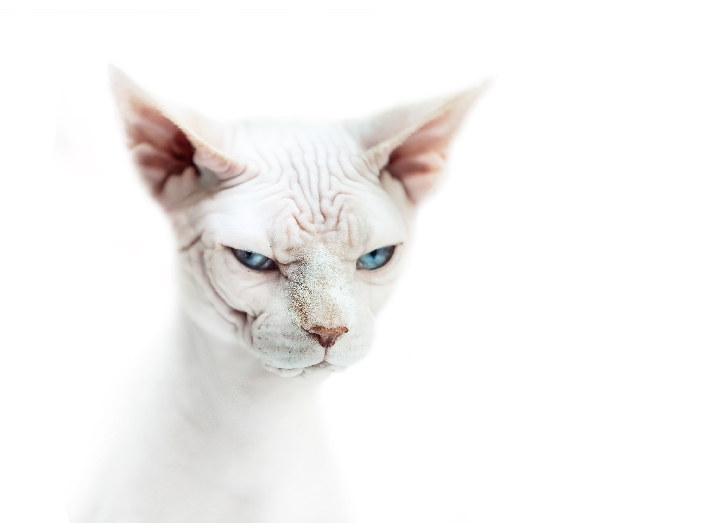 domestic animals, studio shot, domestic cat, cat, pets, vertebrate, indoors, no people, animal themes, close-up, sphynx cat, animal eye, looking at camera, HD Wallpaper