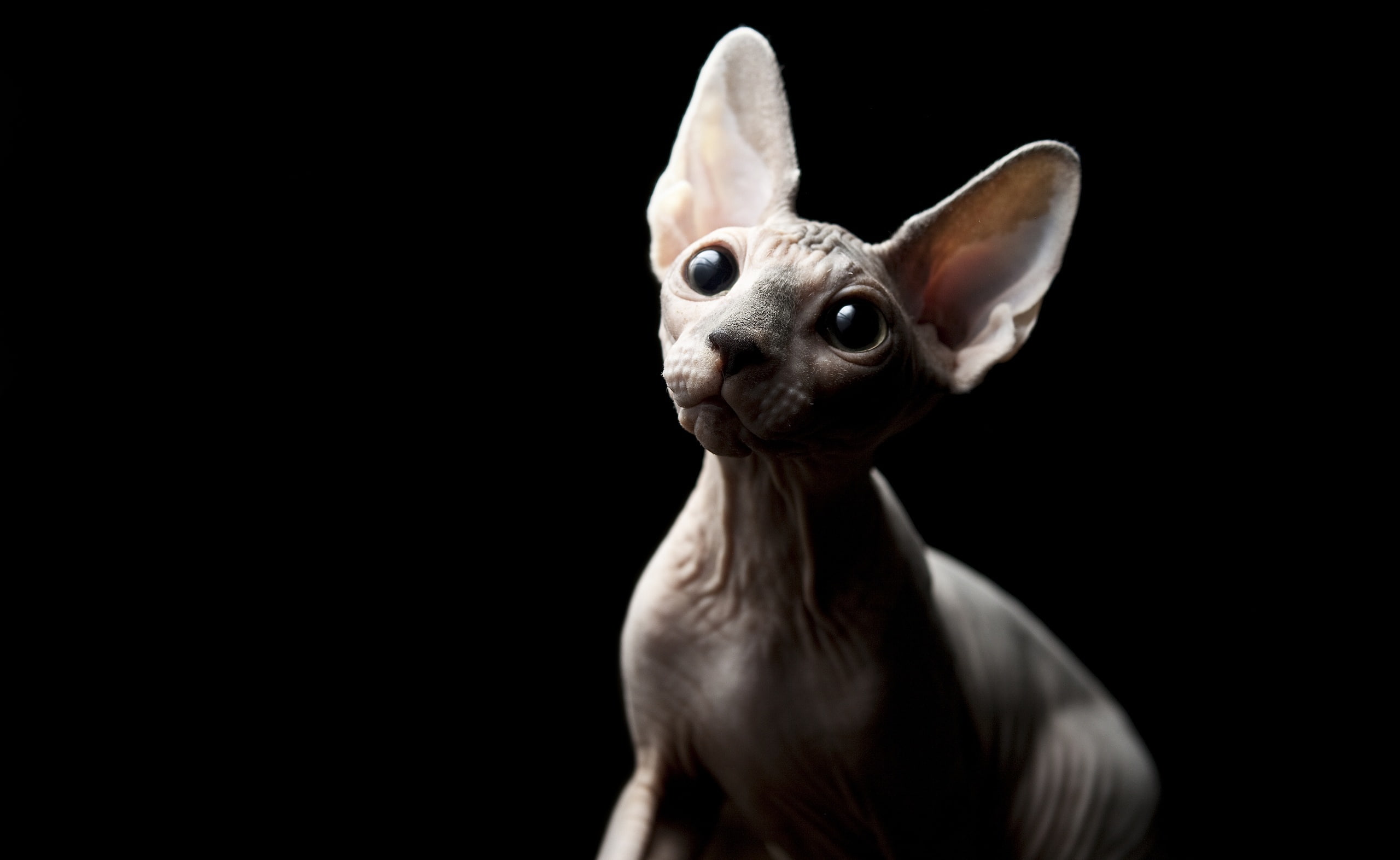 mammal, domestic animals, Pets, gray, portrait, vertebrate, looking at camera, studio shot, no people, Animals, black background, sphinx, animal body part, HD Wallpaper