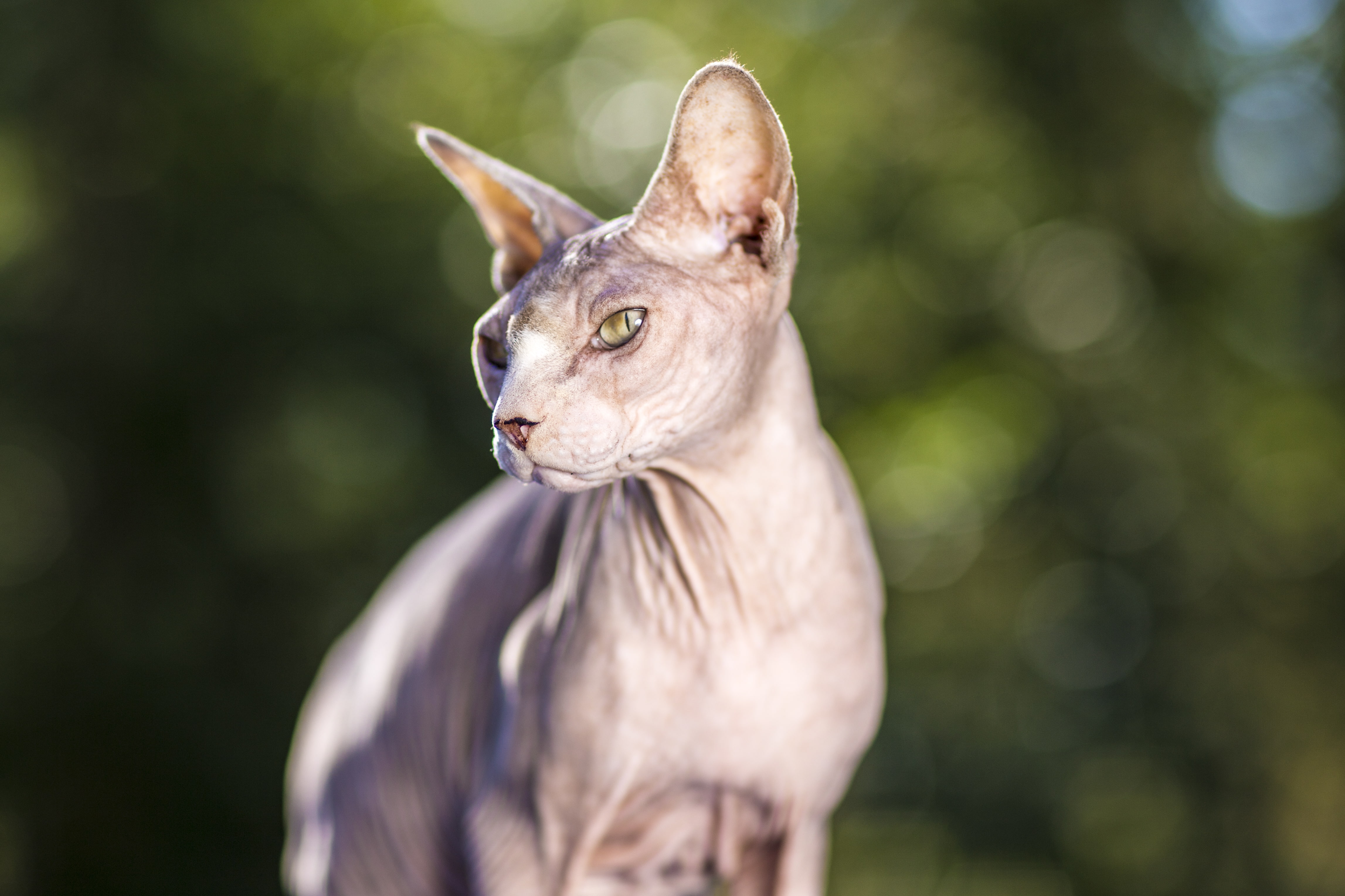 sphynx, cat, Koshak, 4K, Sphinx, look, eyes, HD Wallpaper