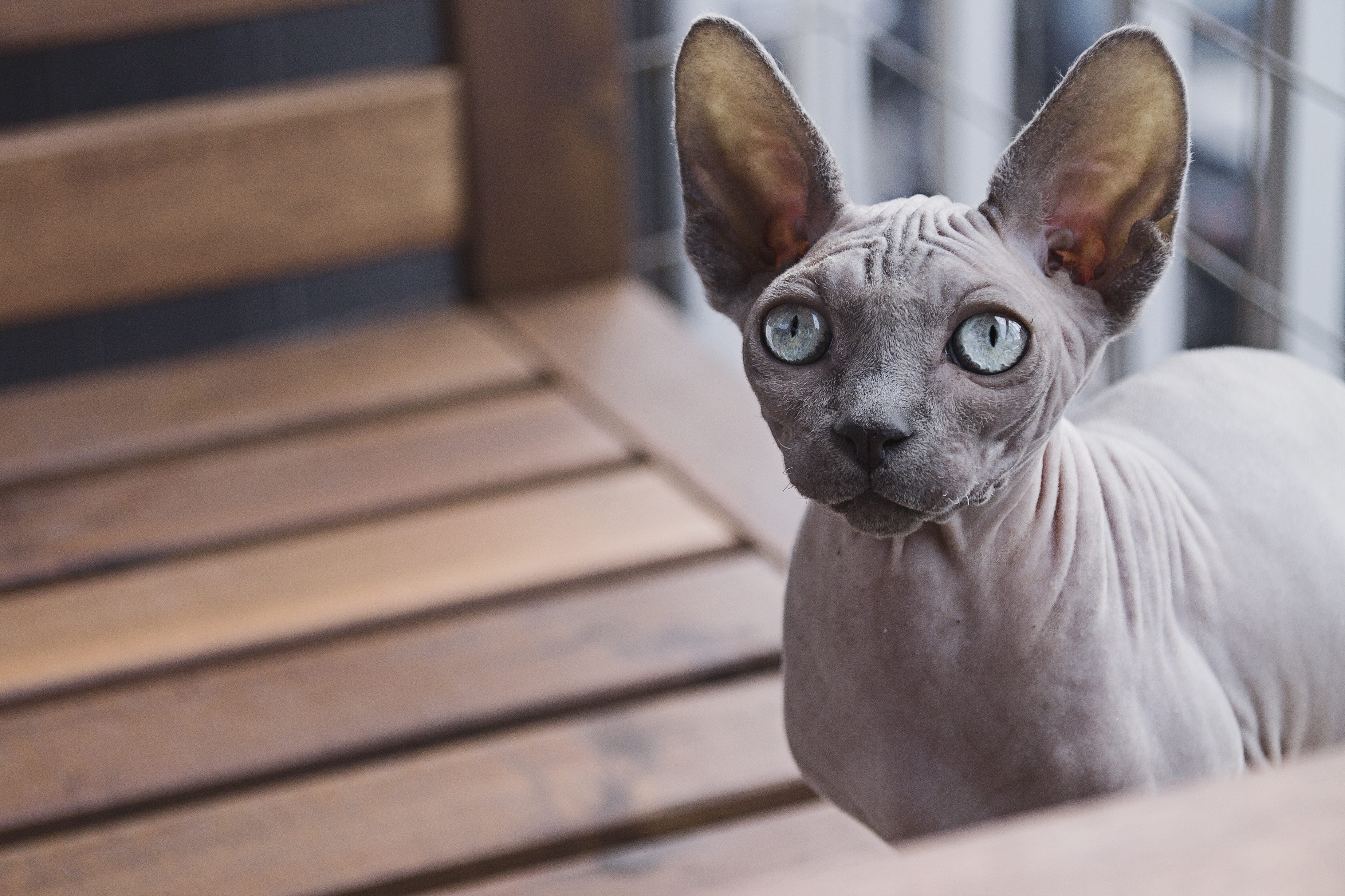 one animal, feline, animal, people, brown, canine, close-up, wood - material, small, looking, domestic, surface, sphynx, cat, dog, mammal, looking at camera, HD Wallpaper