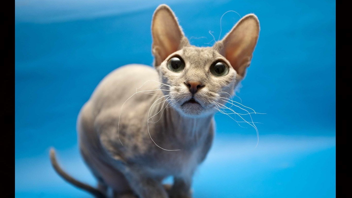 indoors, 720P, colored background, animal, animal themes, blue background, blue, vertebrate, no people, sphynx cat, domestic animals, pets, feline, cat, HD Wallpaper