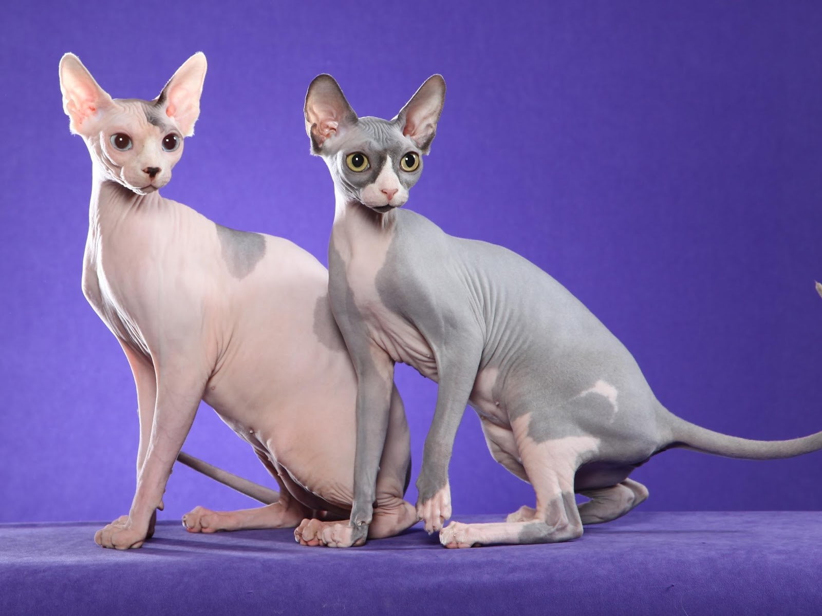 blue background, indoors, sphynx cat, sitting, mammal, pets, group of animals, small, domestic animals, 720P, full length, looking at camera, colored background, HD Wallpaper