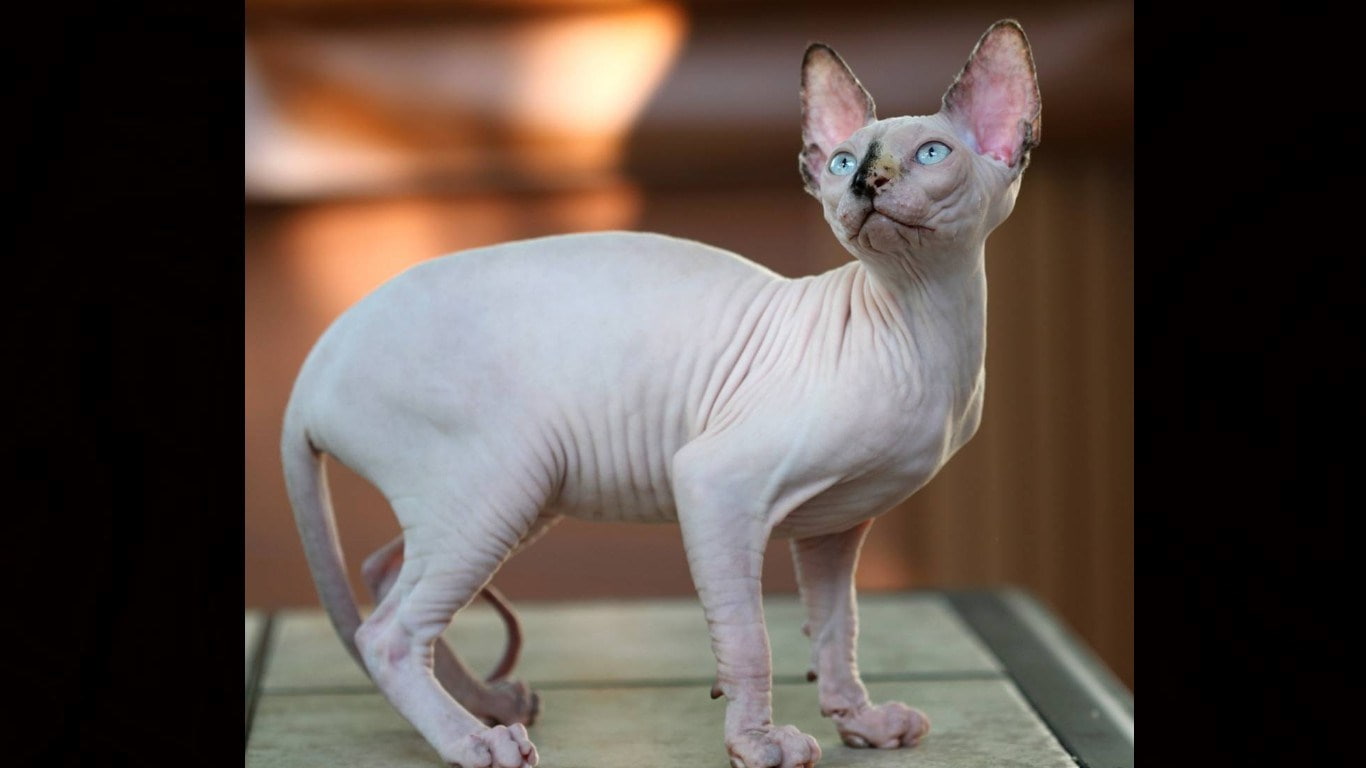 sphynx cat, 720P, HD Wallpaper