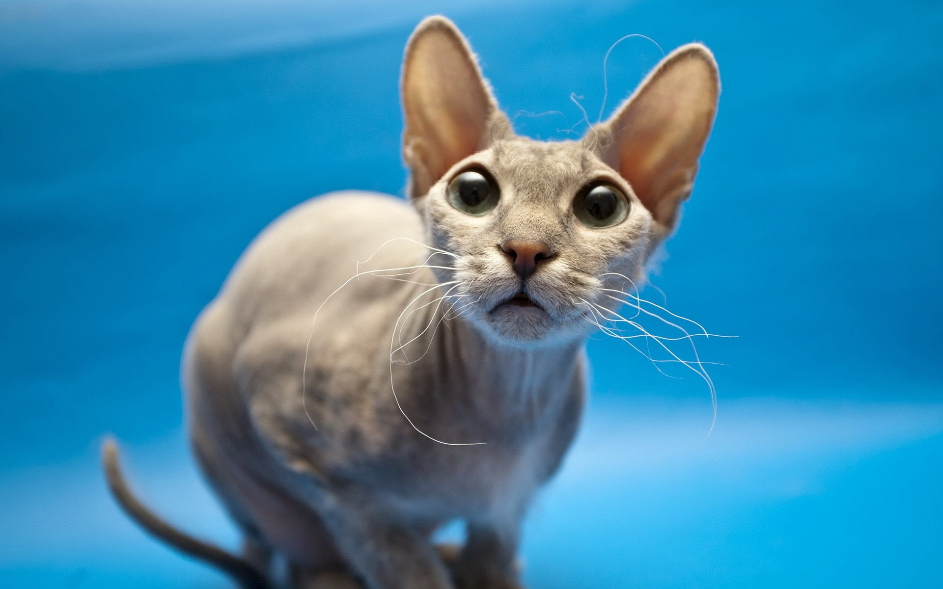 Animal, Sphynx Cat, 1080P, HD Wallpaper