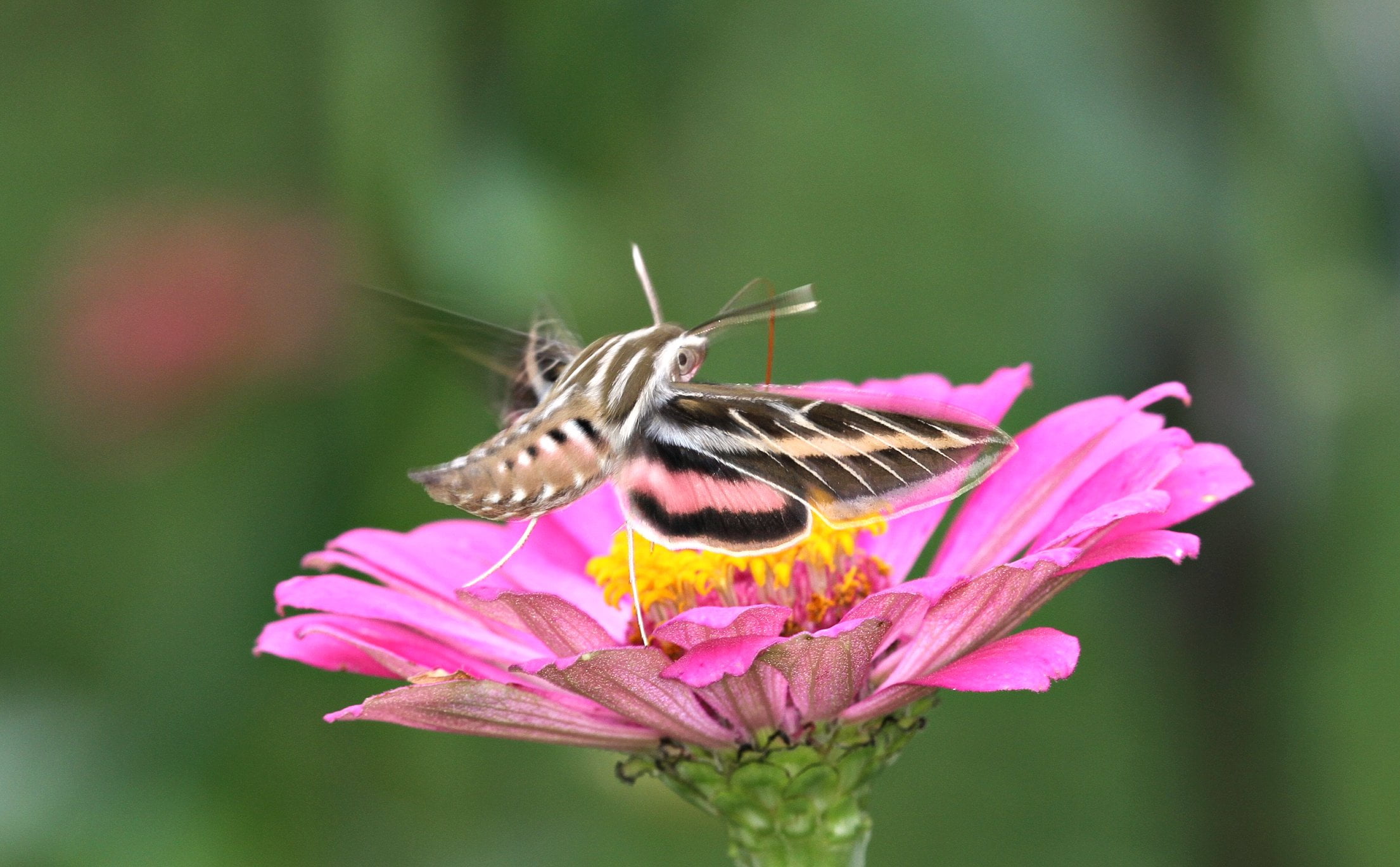 petaled, Macroglossini, north carolina, White-lined Sphinx, animal, summer, flower, Lepidoptera, black, close-up, Bombycoidea, Sphynx, pink, brown, Sphinx Moths, HD Wallpaper