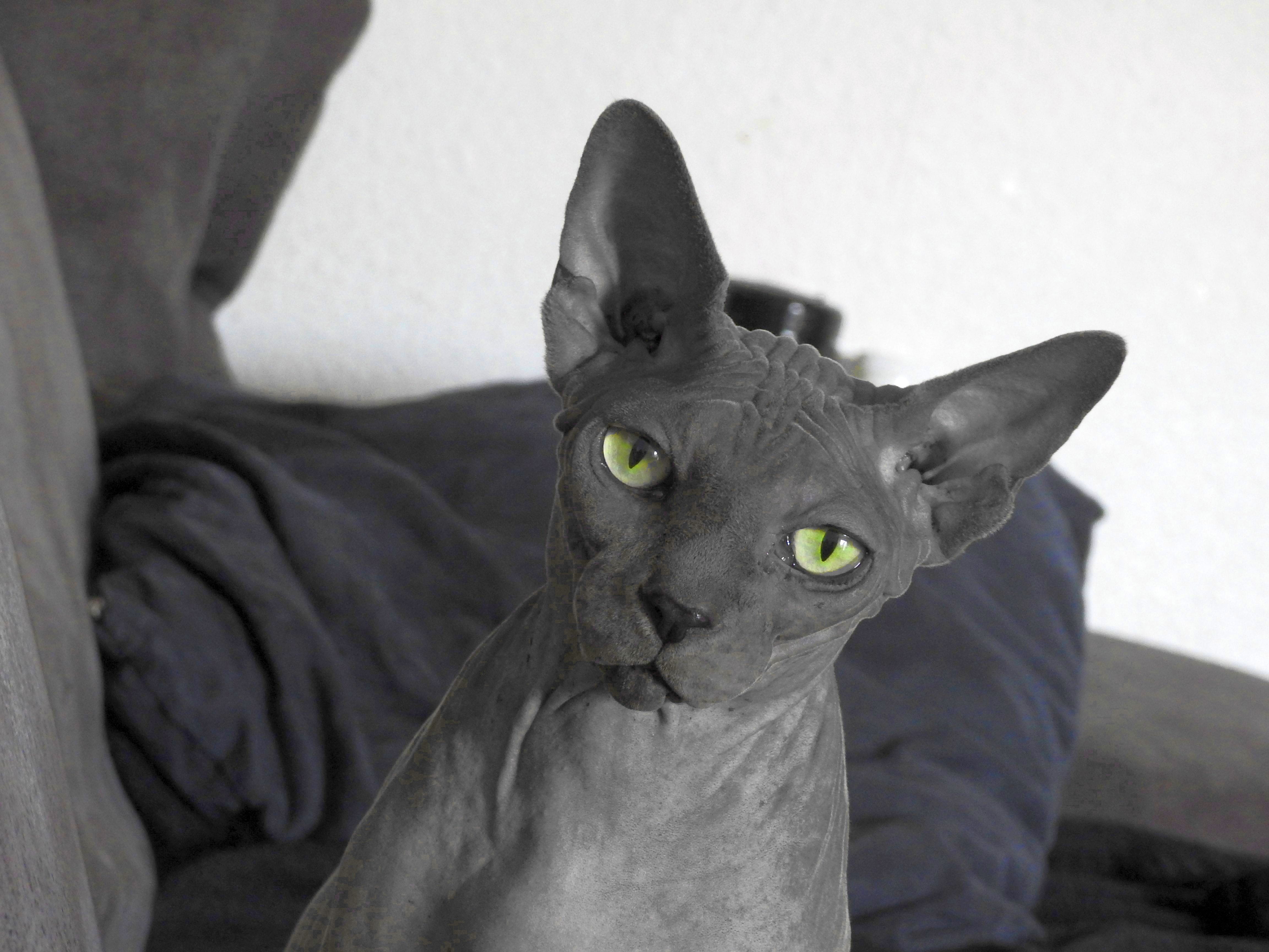 cat, portrait, hairless, vertebrate, relaxation, bed, furniture, sphynx, domestic cat, no people, feline, home interior, 4K, domestic, animal eye, one animal, HD Wallpaper