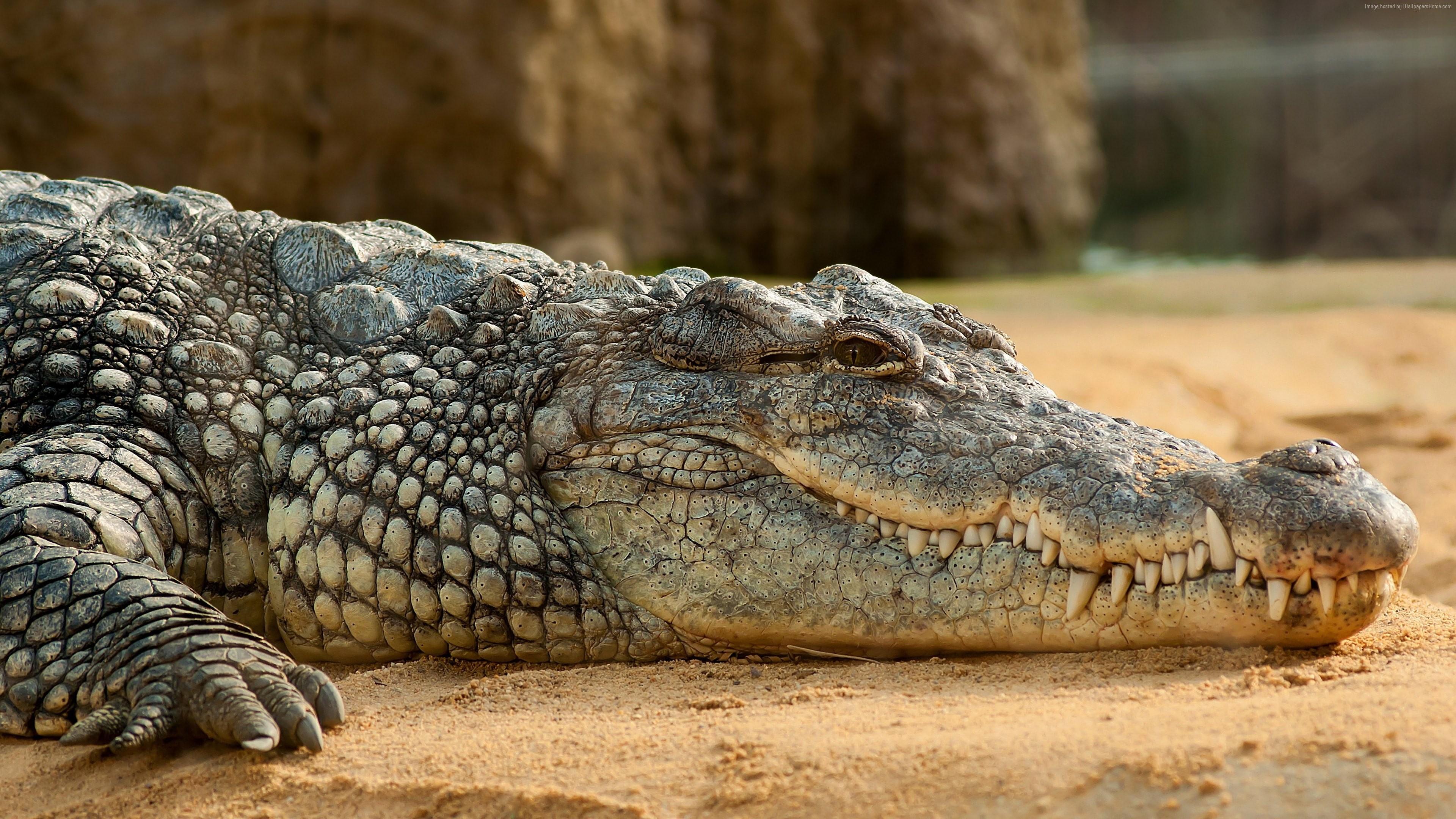 reptilies, 4K, Nile Crocodile, HD Wallpaper