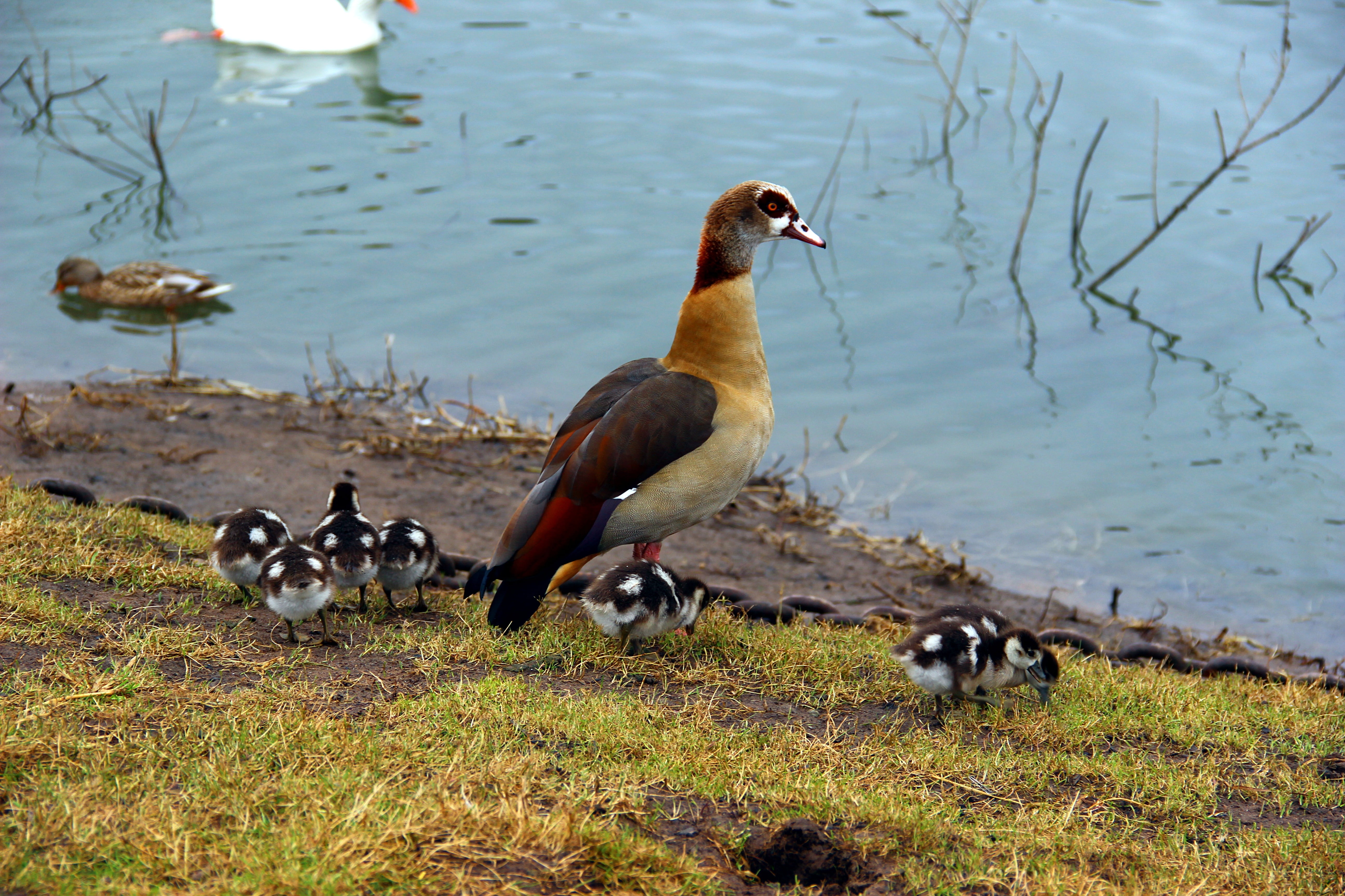 duck, nature, animal wildlife, day, gosling, animal, water, plant, animal family, no people, lake, lakeshore, animals in the wild, water bird, beach, poultry, HD Wallpaper