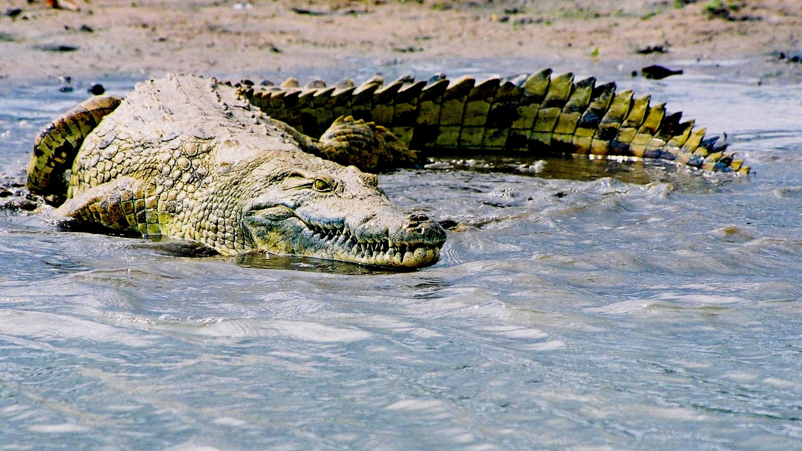 animals, crocodile, 720P, art, nile, hd, HD Wallpaper