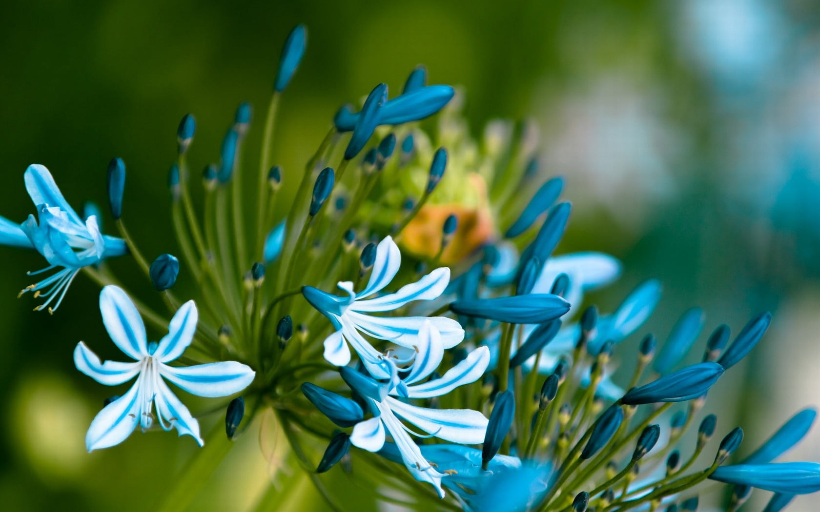 african Lily, purple, backgrounds, macro, single Flower, botany, freshness, day, outdoors, blossom, selective focus, summer, lily, springtime, blue, growth, HD Wallpaper