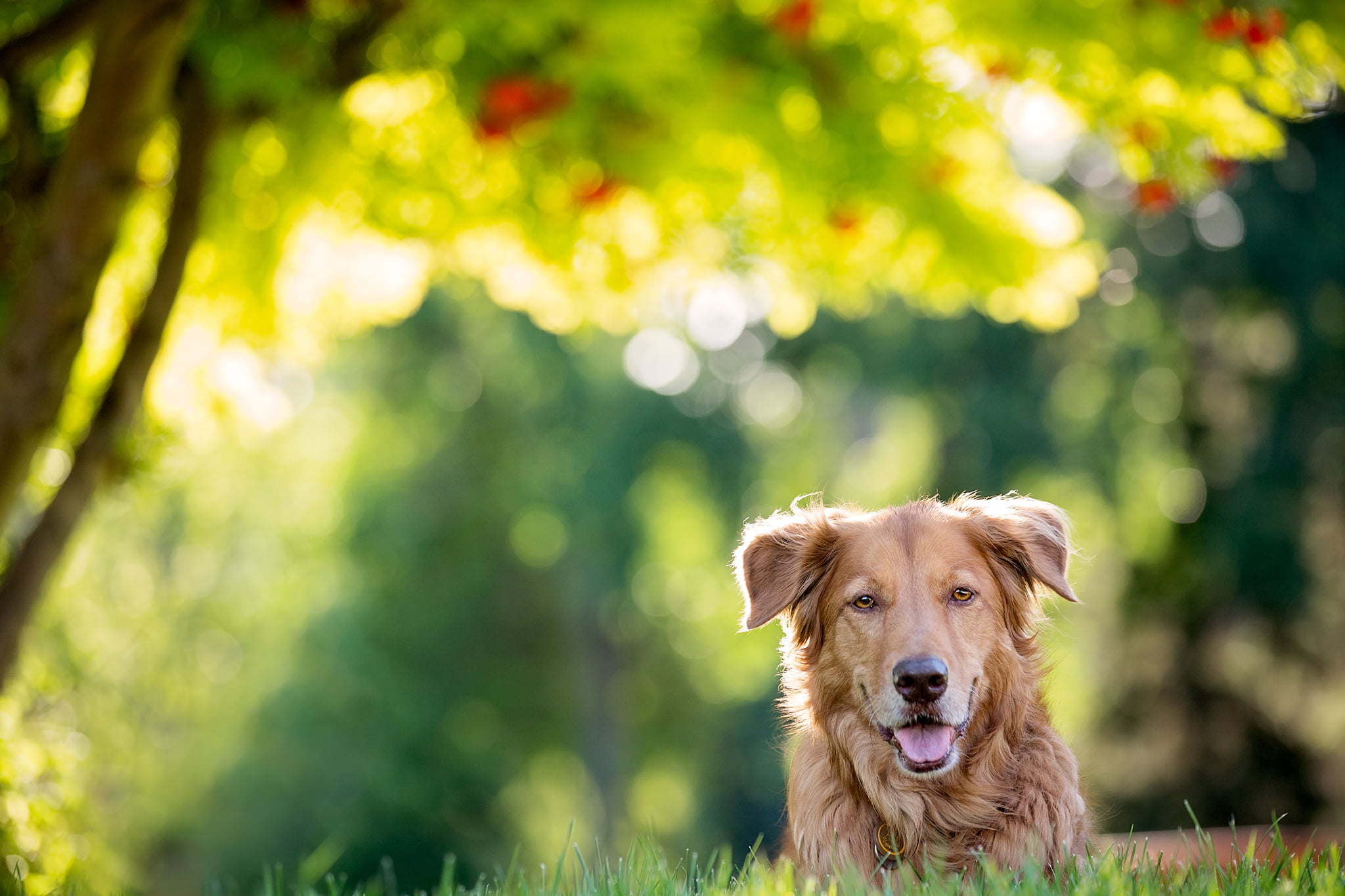 nose, ears, watchdog, dog, 1080P, HD Wallpaper