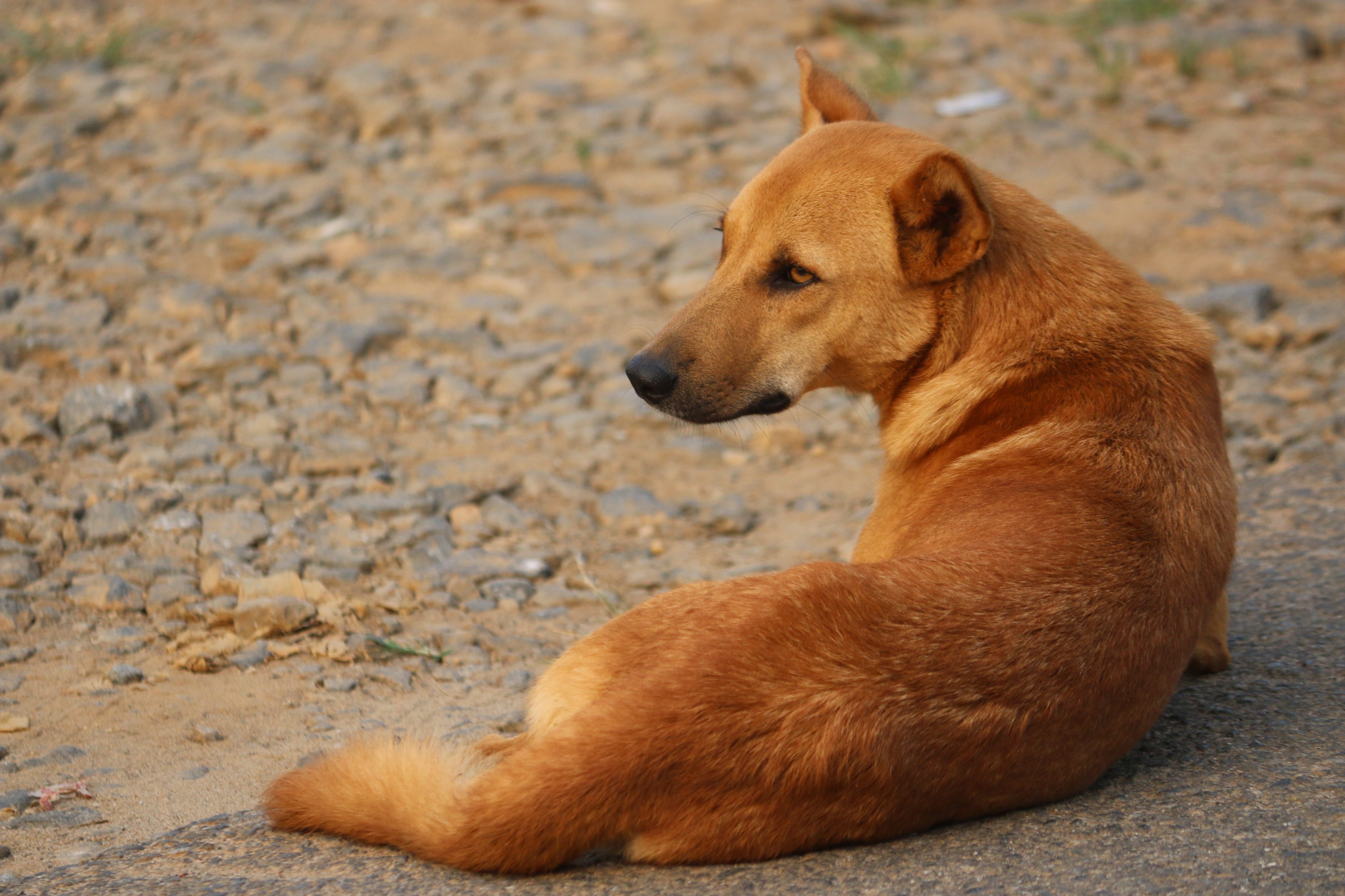 street, looking, animal, one animal, sad, stray dog, nature, domestic, mammal, 5K, brown, looking away, contemplation, vertebrate, dog, animal themes, HD Wallpaper