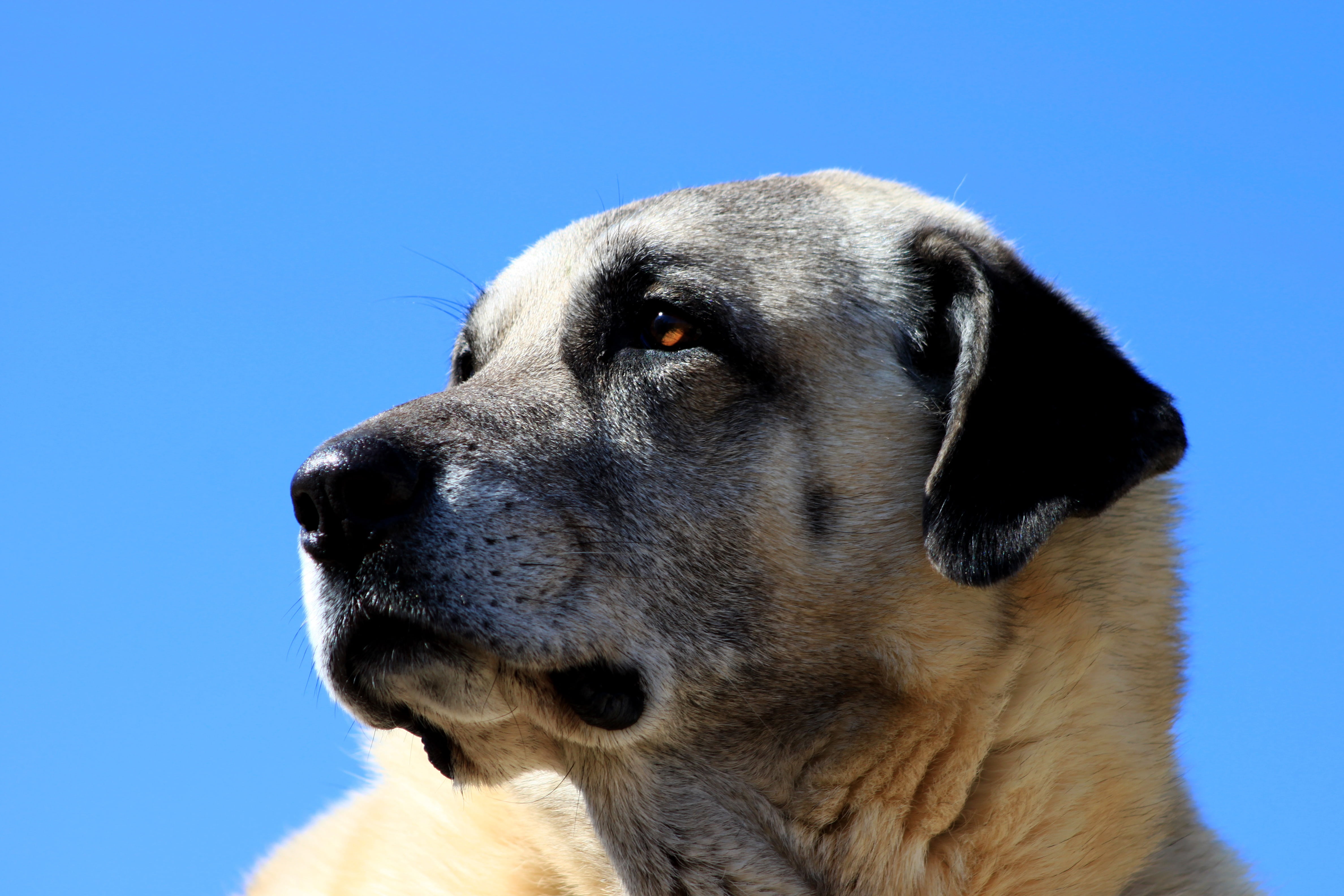 blue, domestic, adult, close-up, shepherd, purebred dog, looking, animal body part, canine, sky, pets, animal, day, no people, animal nose, kangal, 4K, HD Wallpaper