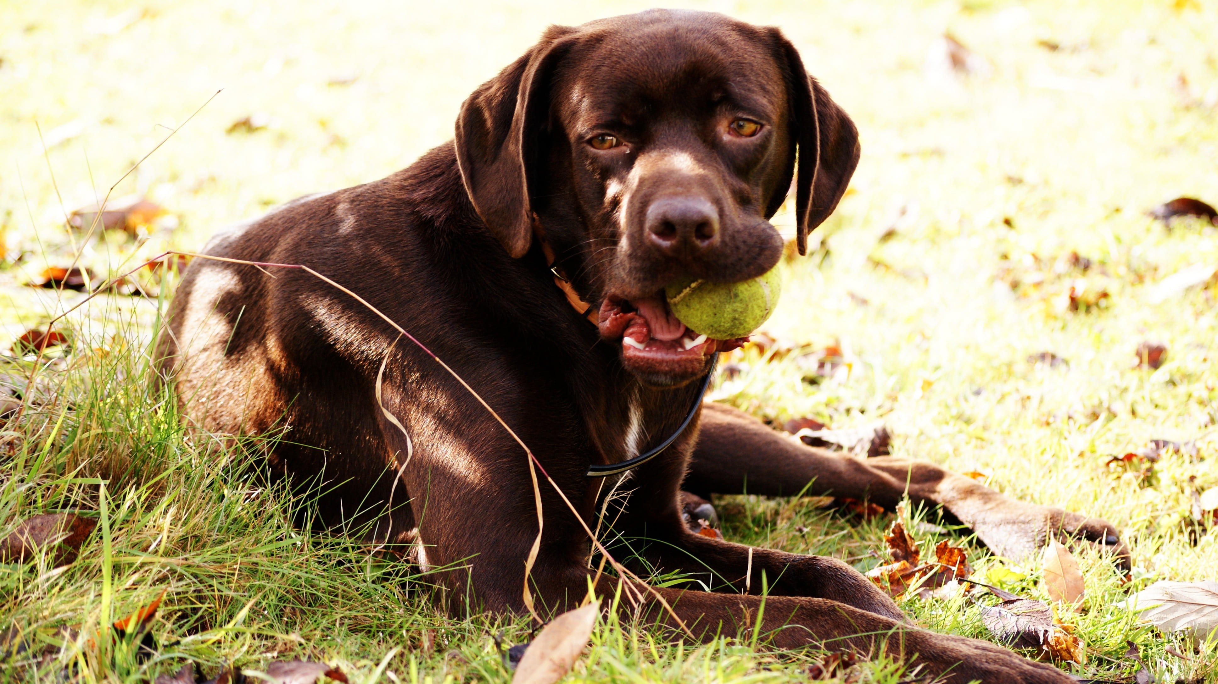 ball, labrador retriever, vertebrate, plant, no people, outdoors, land, games, mouth open, nature, pets, portrait, animal, looking at camera, watchdog, HD Wallpaper