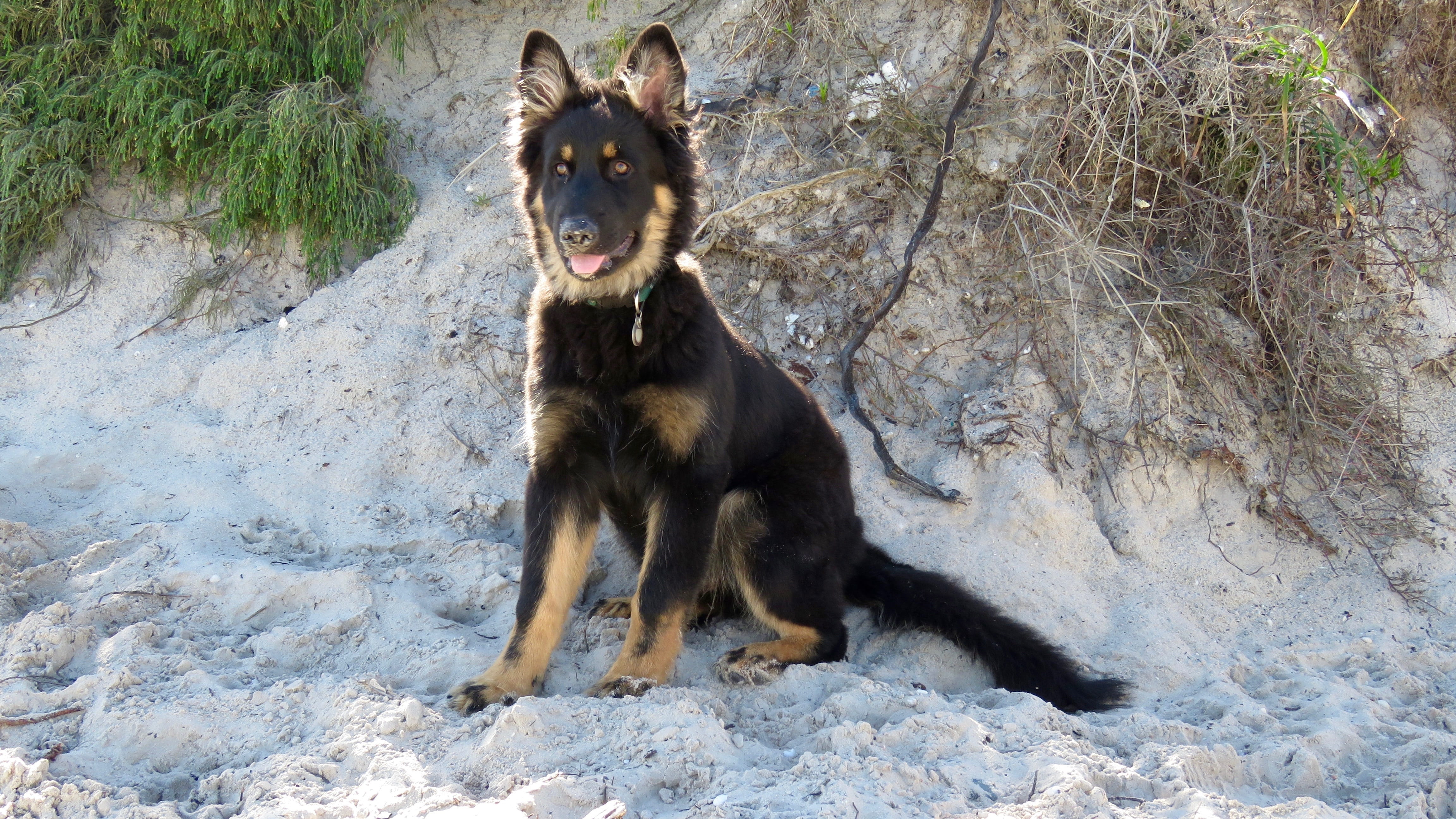 no people, Dog, friend, rock, Portrait, 4K, doggy, pet, tree, looking, one animal, watchdog, vertebrate, animal, canine, beach, land, German Shepherd, HD Wallpaper