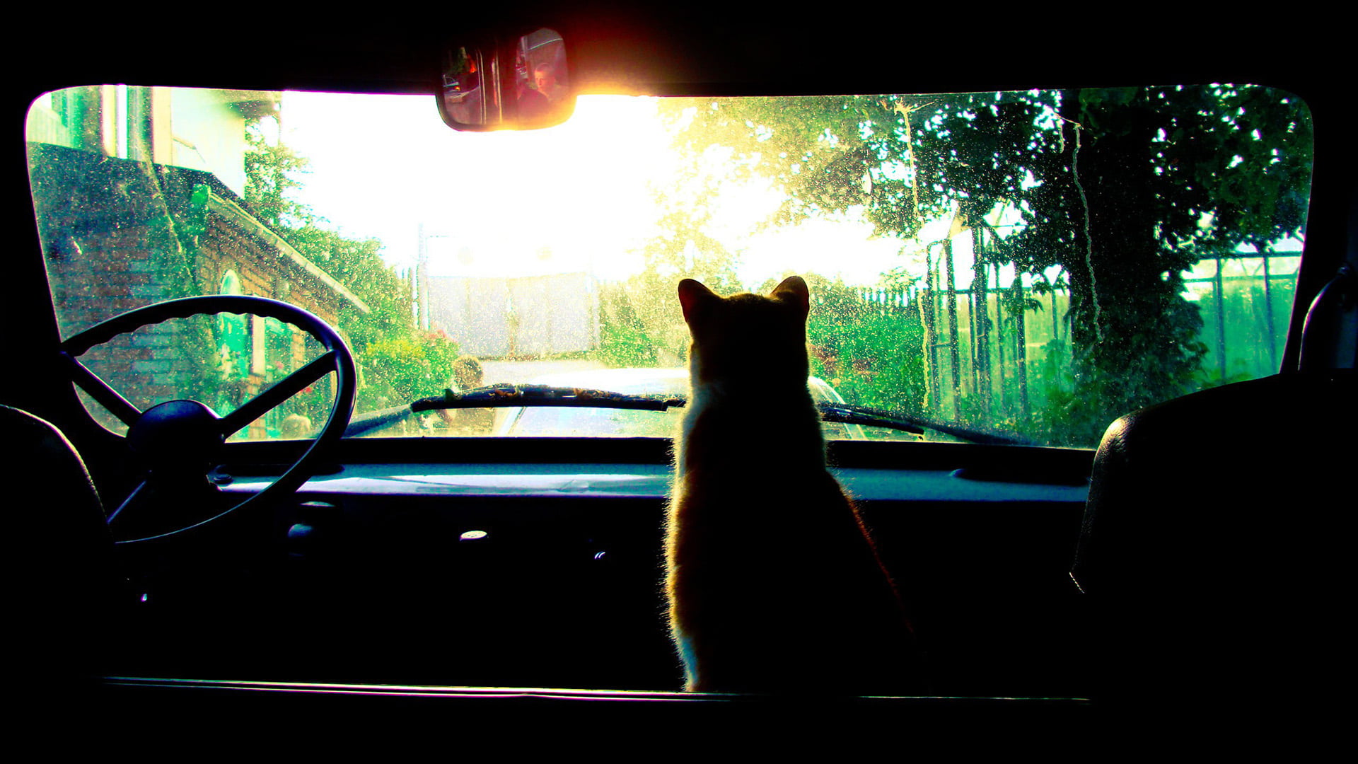 vehicle interior, dark, tree, car interior, schipperke, glass - material, domestic, silhouette, motor vehicle, one animal, indoors, rear-view mirror, mammal, HD Wallpaper