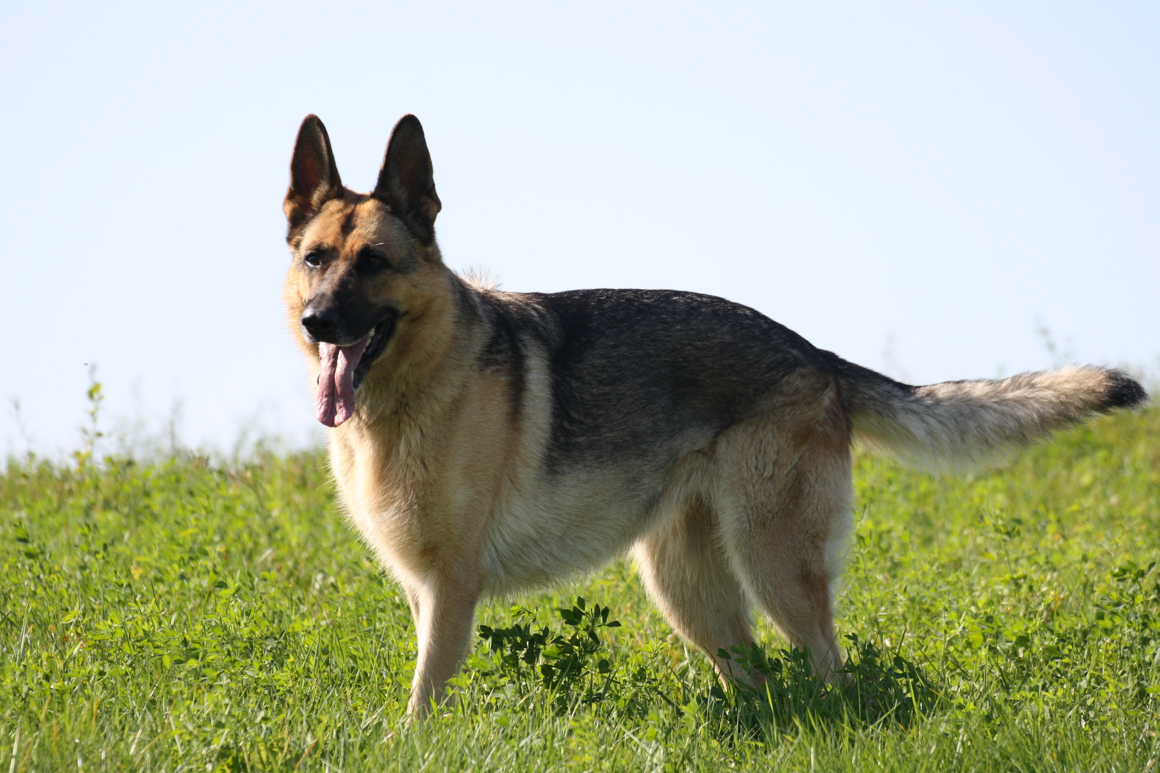 panting, grass, animal themes, land, plant, pets, vertebrate, looking, no people, field, mouth open, canine, purebred dog, one animal, domestic animals, HD Wallpaper