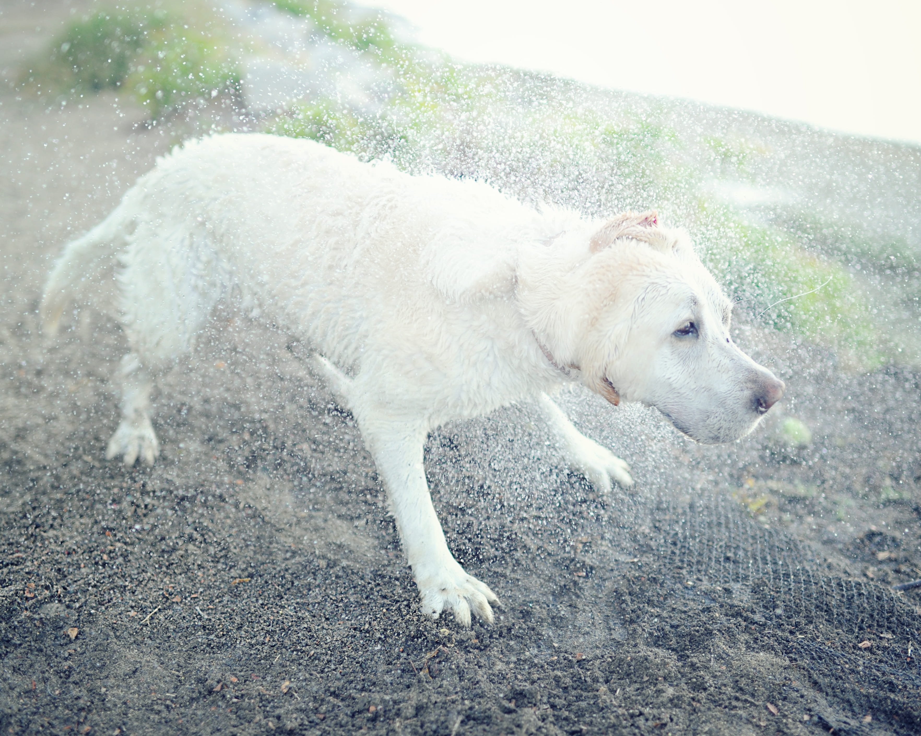 kuvasz, mammal, land, shaking, canine, white color, 2K, domestic animal, side view, looking away, borzoi, looking, day, domestic animals, domestic, great pyrenee, HD Wallpaper