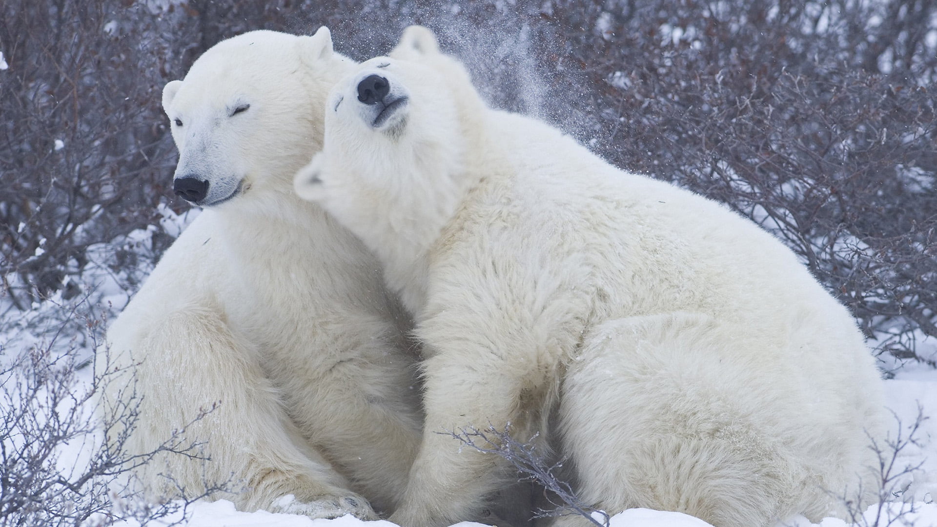 no people, one animal, winter, samoyed, white color, cold temperature, polar bear, animals in the wild, snowing, 1080P, bear, nature, dog, mammal, animal themes, HD Wallpaper