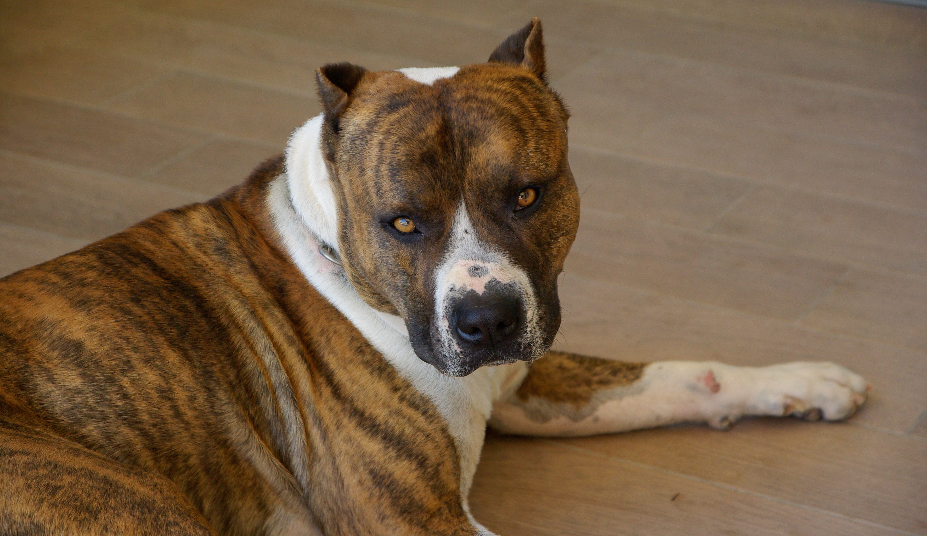 looking, brown, parquet flooring, relaxation, domestic, portrait, close, pets, sitting, parquet, close-up, white, brindle, animal, one animal, staffordshire, HD Wallpaper