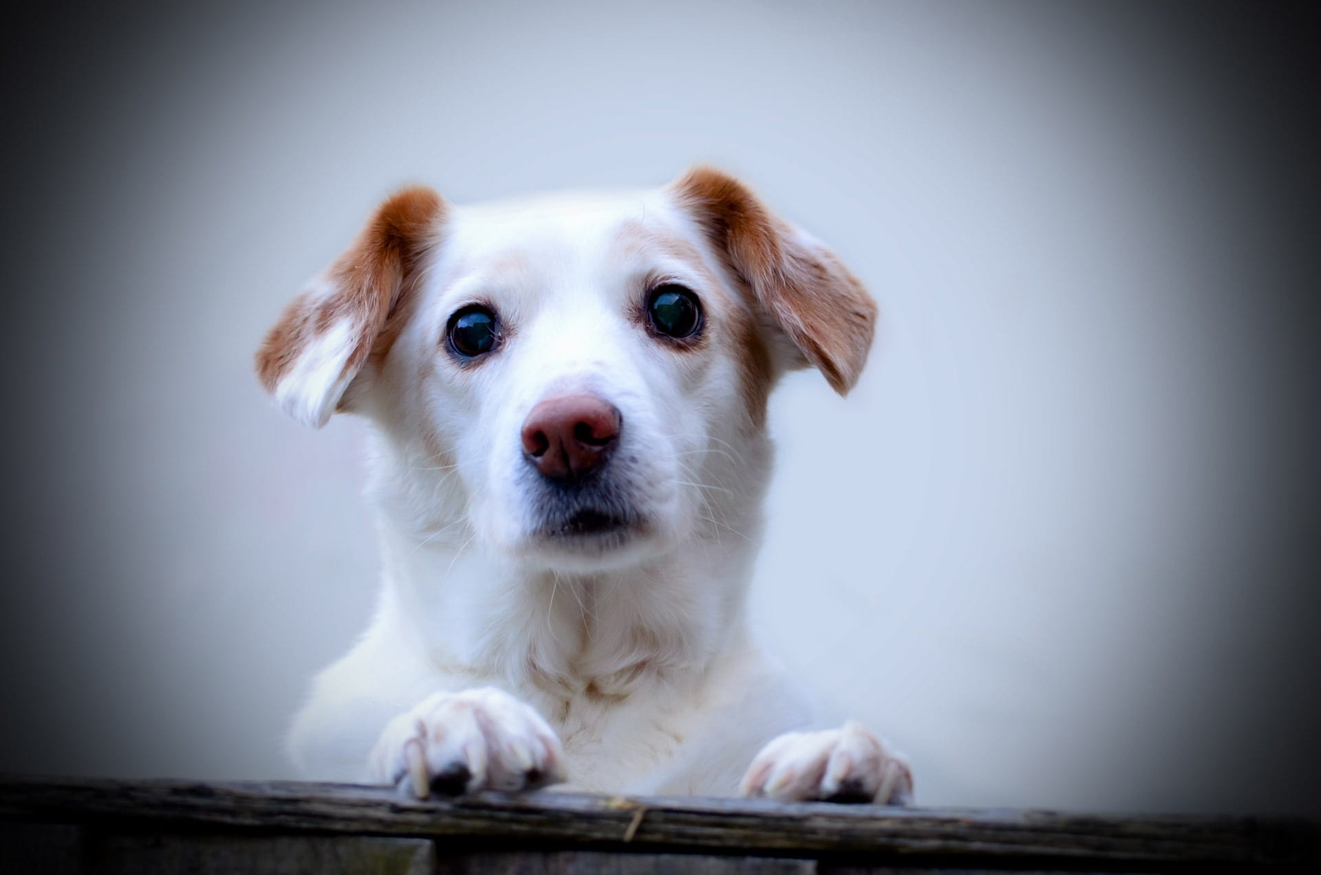 adult, purebred dog, 1080P, tan, watchdog, animal head, puppy, looking at camera, animal body part, innocence, russell, domestic animals, mammal, animal themes, HD Wallpaper