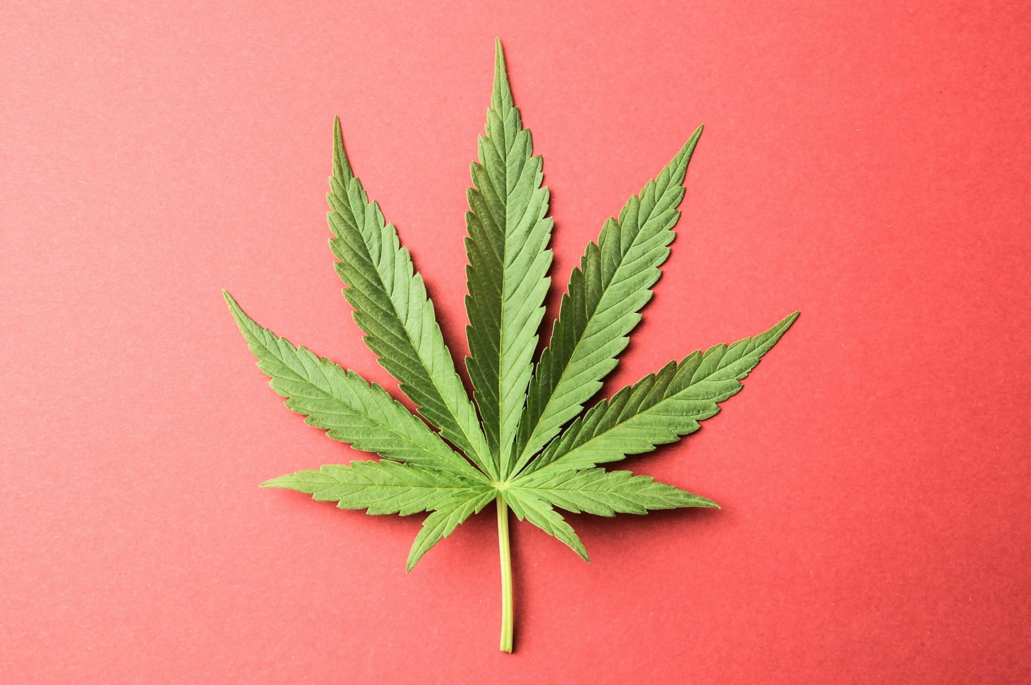 growth, narcotic, leaf, no people, herbal medicine, indoors, plant, plant part, marijuana - herbal cannabis, herb, cannabis plant, recreational drug, studio shot, HD Wallpaper
