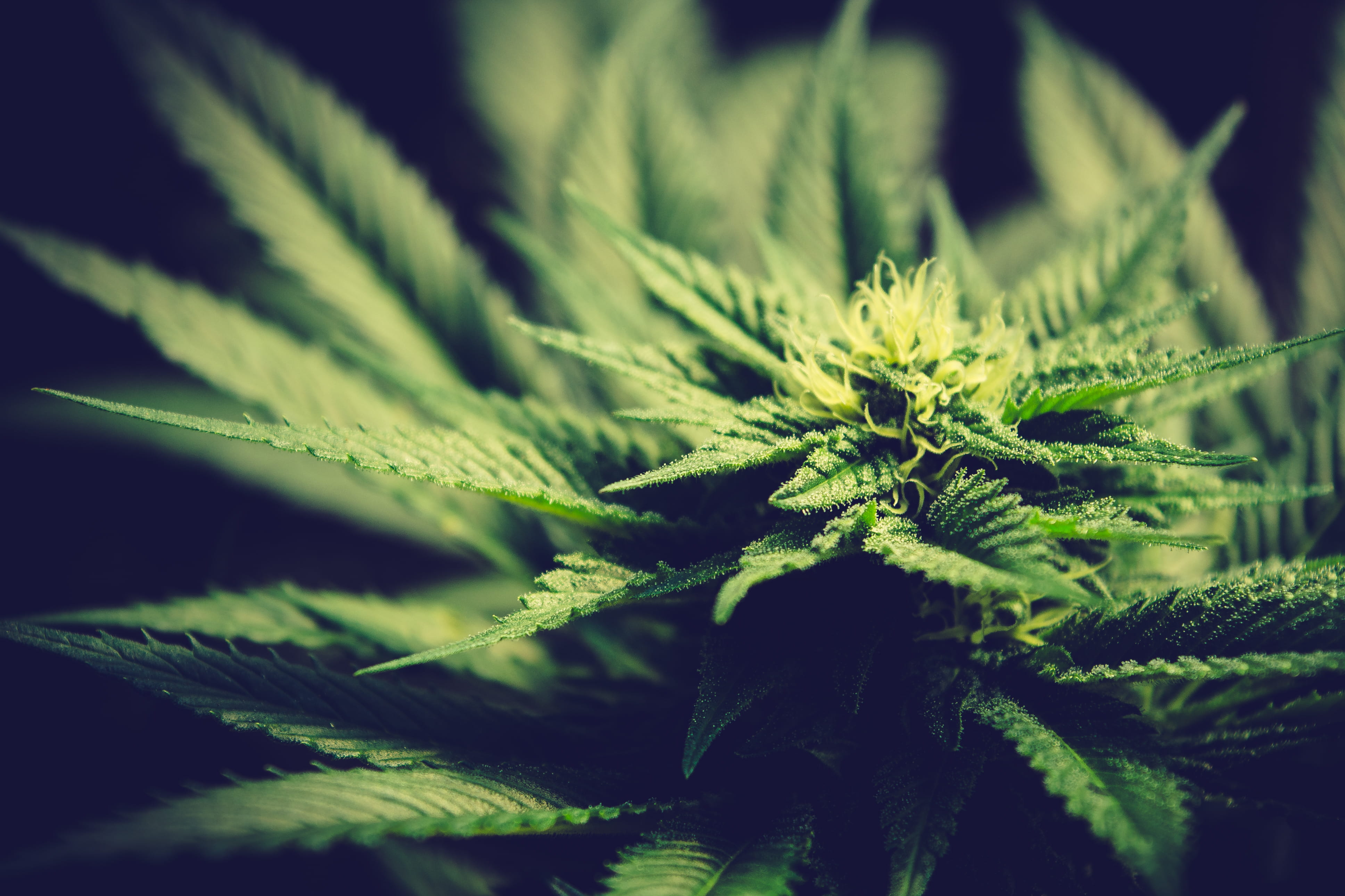 no people, beauty in nature, food, green color, food and drink, leaf, recreational drug, nature, medicine, plant part, close-up, cannabis plant, green, HD Wallpaper