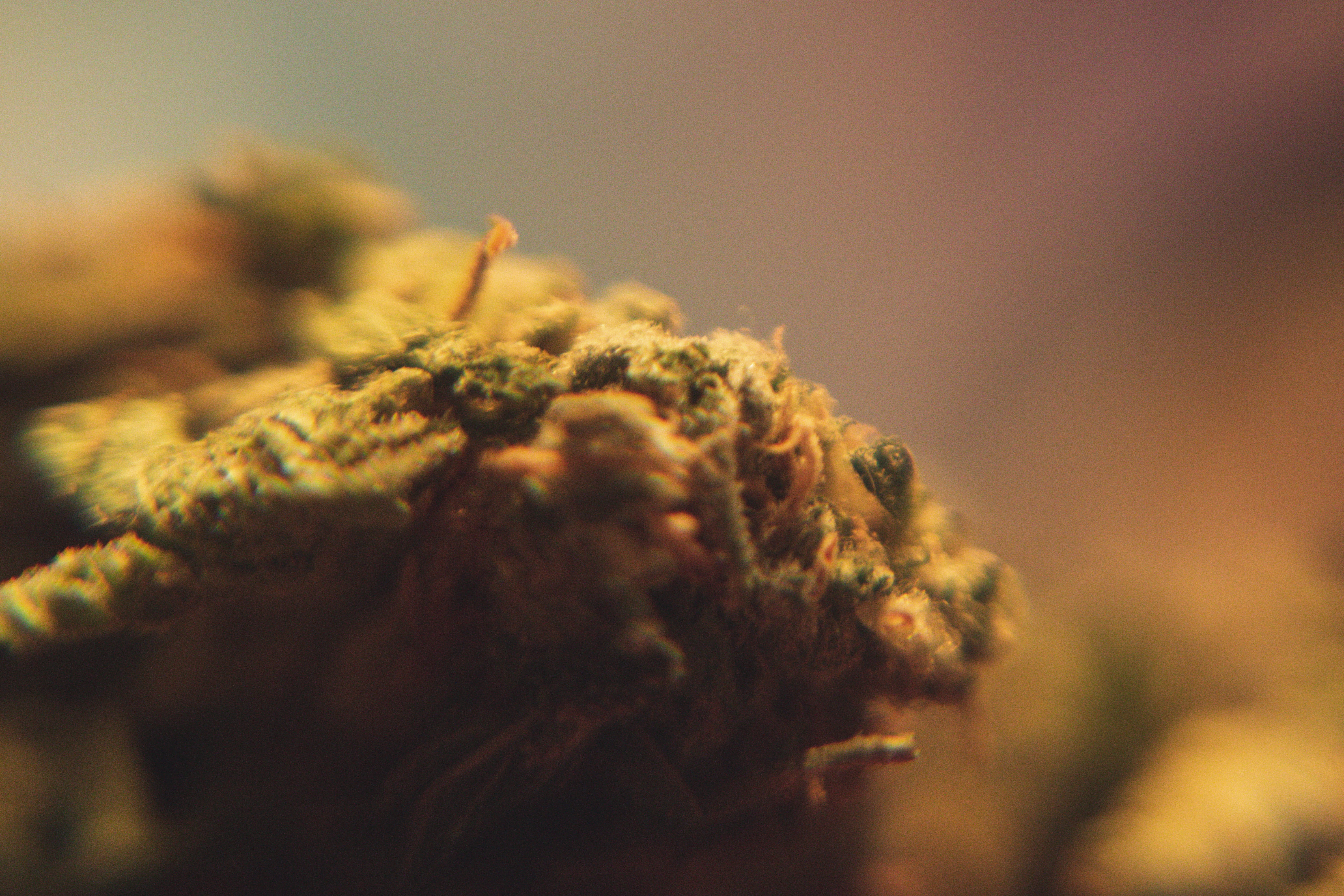 alternative medicine, lavender, moss, social issues, bee, medicine, bud, insect, andrena, canabis, text, closeup, cannabis - narcotic, weed, healthcare and medicine, HD Wallpaper