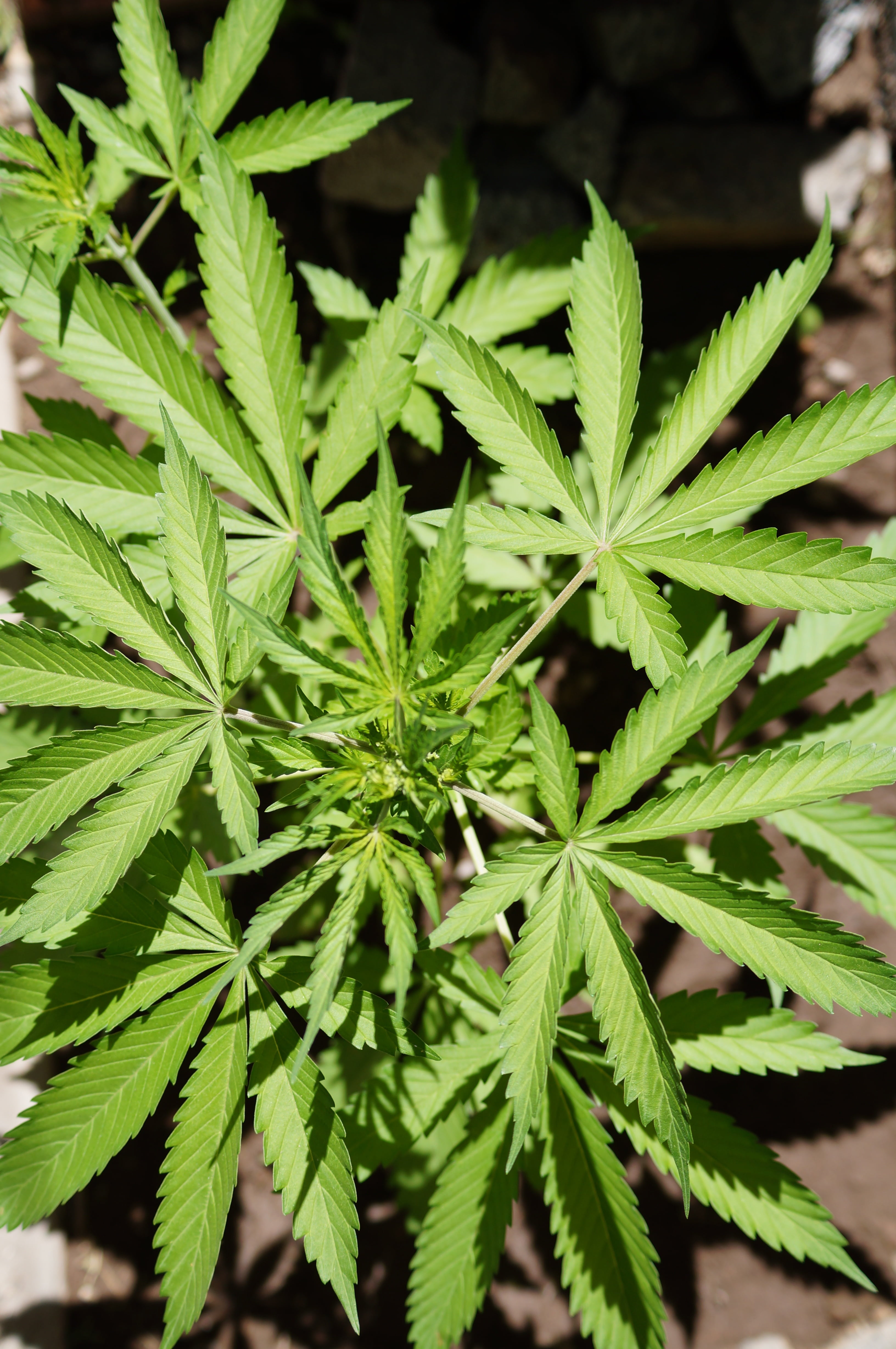 day, nature, alternative medicine, leaf, recreational drug, legalization, herb, growth, cannabis - Narcotic, green Color, marijuana - Herbal Cannabis, herbal Medicine, Phone HD Wallpaper