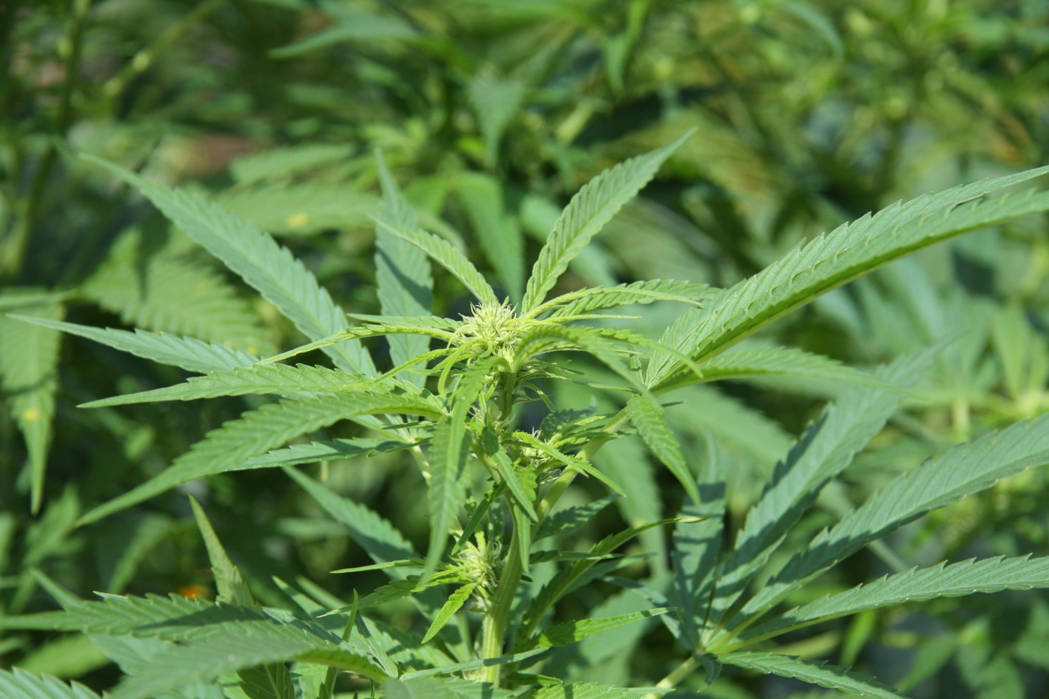 no people, beauty in nature, full frame, 1080P, plantation, healthcare and medicine, field, marijuana beautiful pictures for, marijuana - herbal cannabis, HD Wallpaper