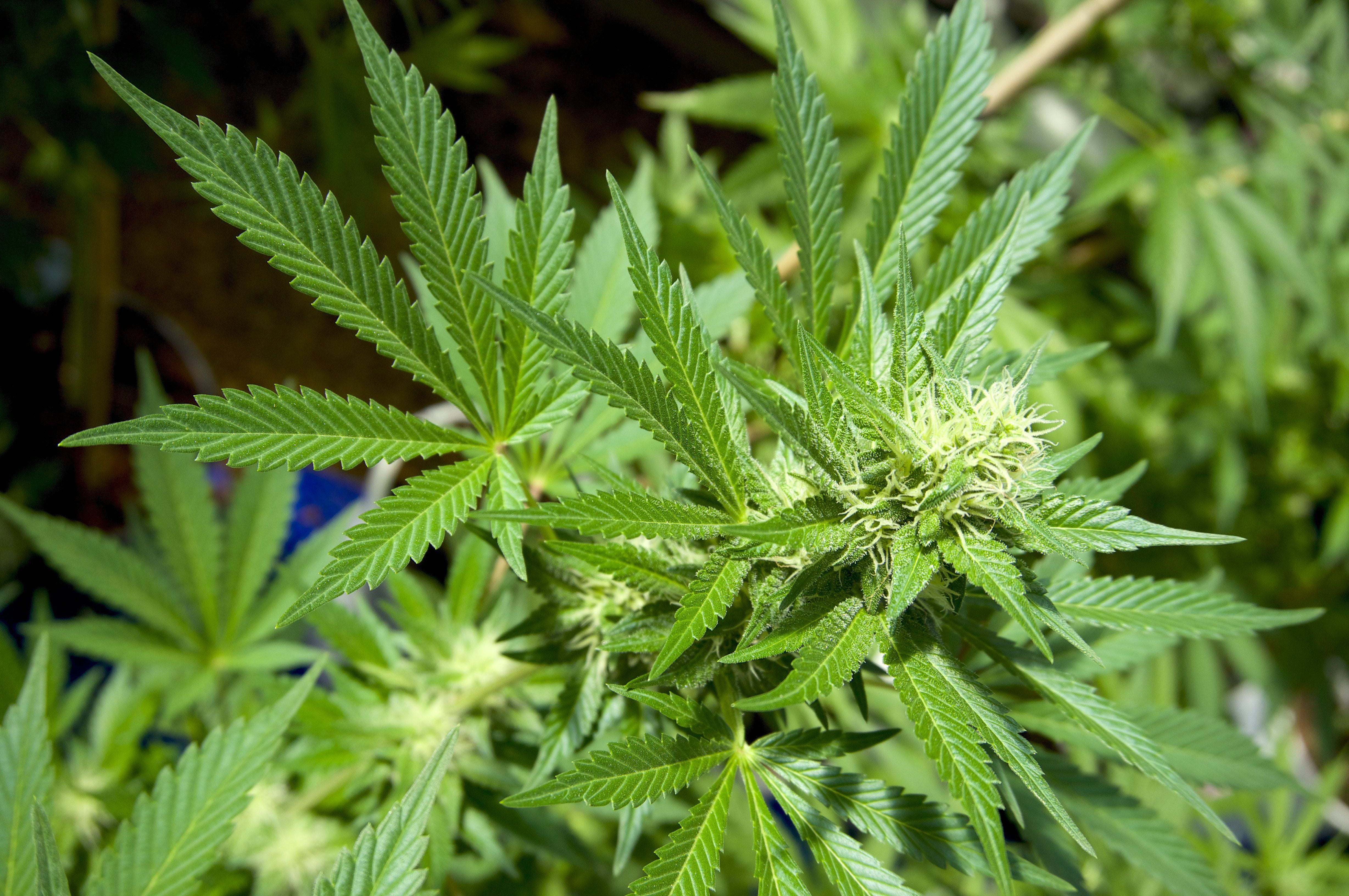 alternative medicine, growth, plant part, close-up, weed, green color, focus on foreground, food and drink, herb, coniferous tree, cannabis plant, recreational drug, HD Wallpaper