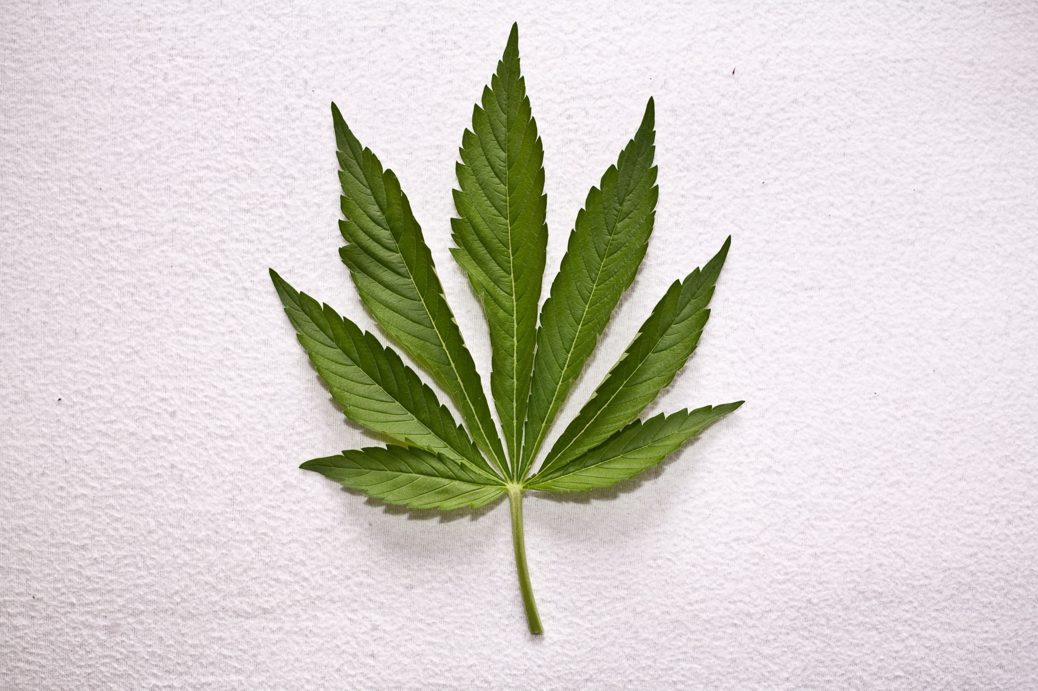 herb, beauty in nature, nature, medicine, plant, cut out, close-up, herbal medicine, plant part, marijuana - herbal cannabis, marijuana pictures for large desktop, HD Wallpaper