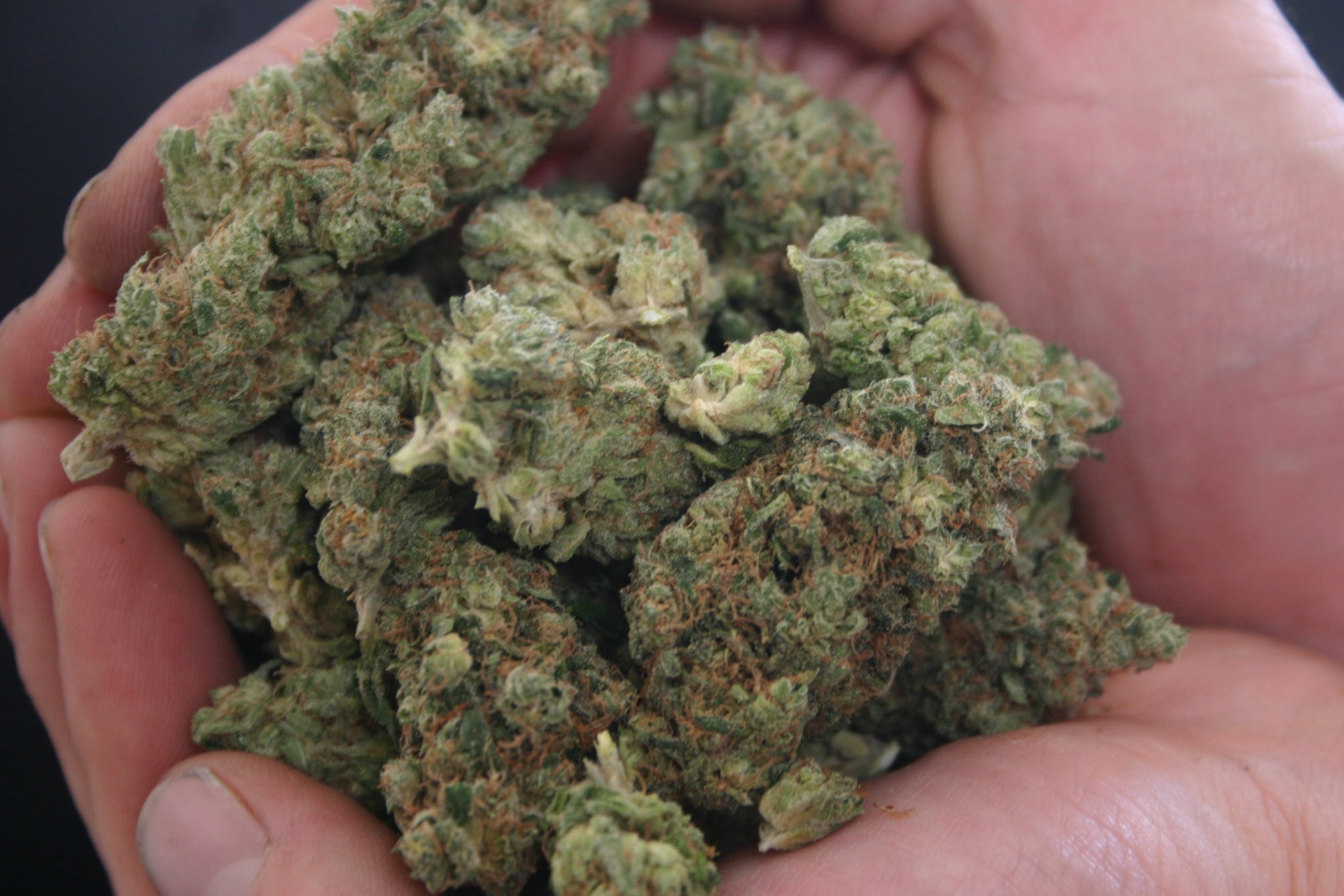 green color, herb, holding, healthcare and medicine, plant, marijuana time pictures for background, close-up, marijuana - herbal cannabis, medical cannabis, HD Wallpaper