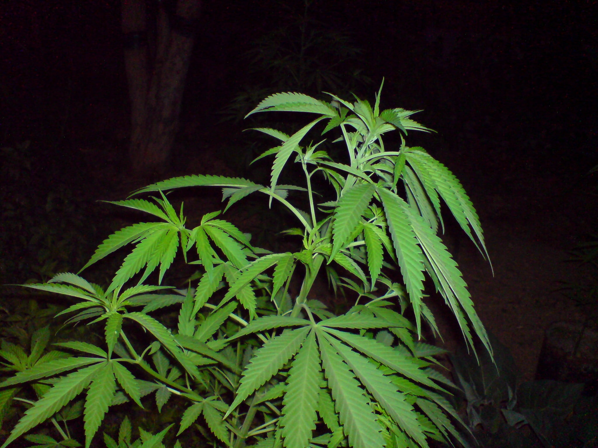 green color, close-up, alternative medicine, plant, medical cannabis, herb, cannabise, food, recreational drug, food and drink, no people, night, cannabis plant, HD Wallpaper