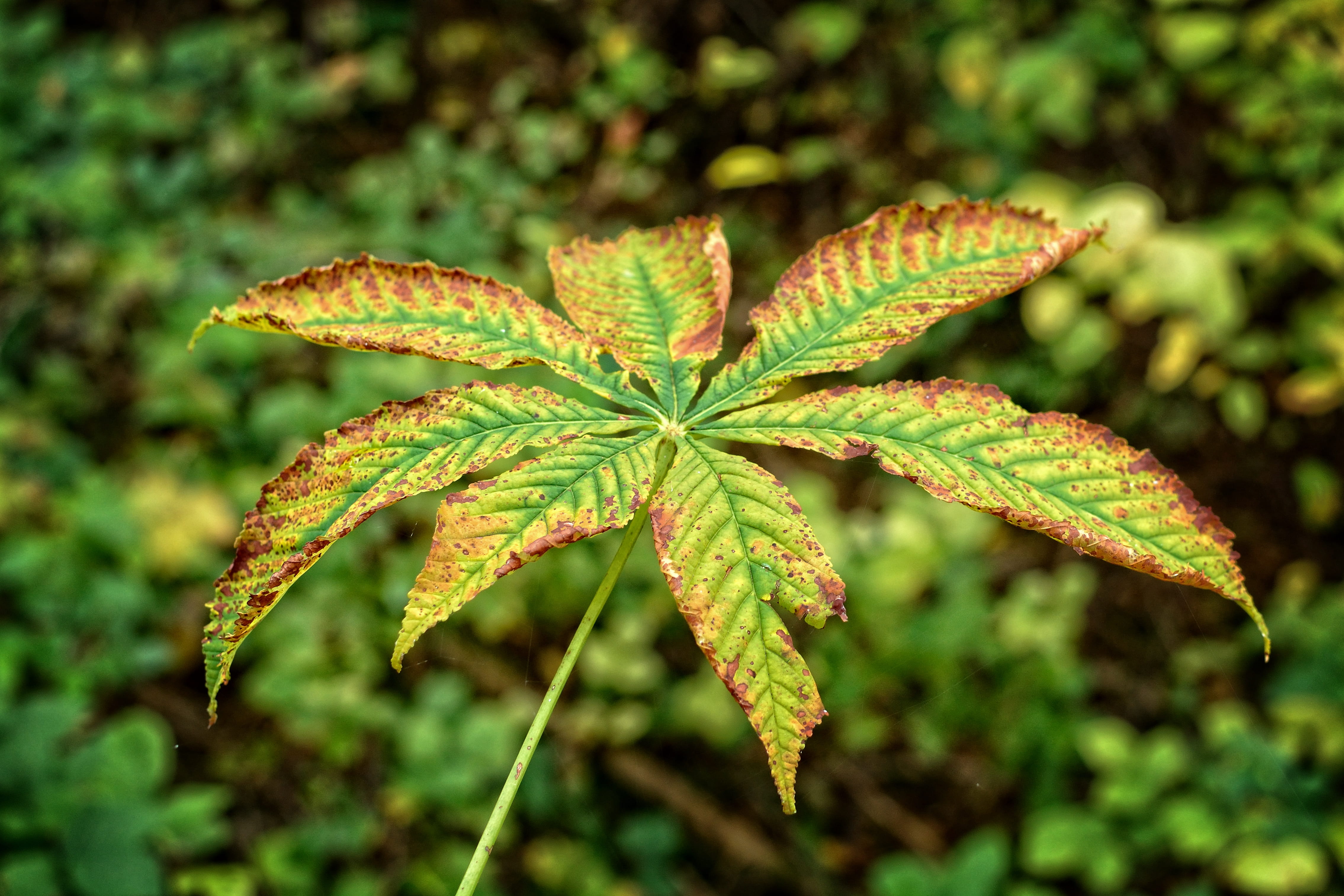 no people, growth, nature, food, food and drink, marijuana - herbal cannabis, leaves, plant, healthcare and medicine, recreational drug, focus on foreground, HD Wallpaper