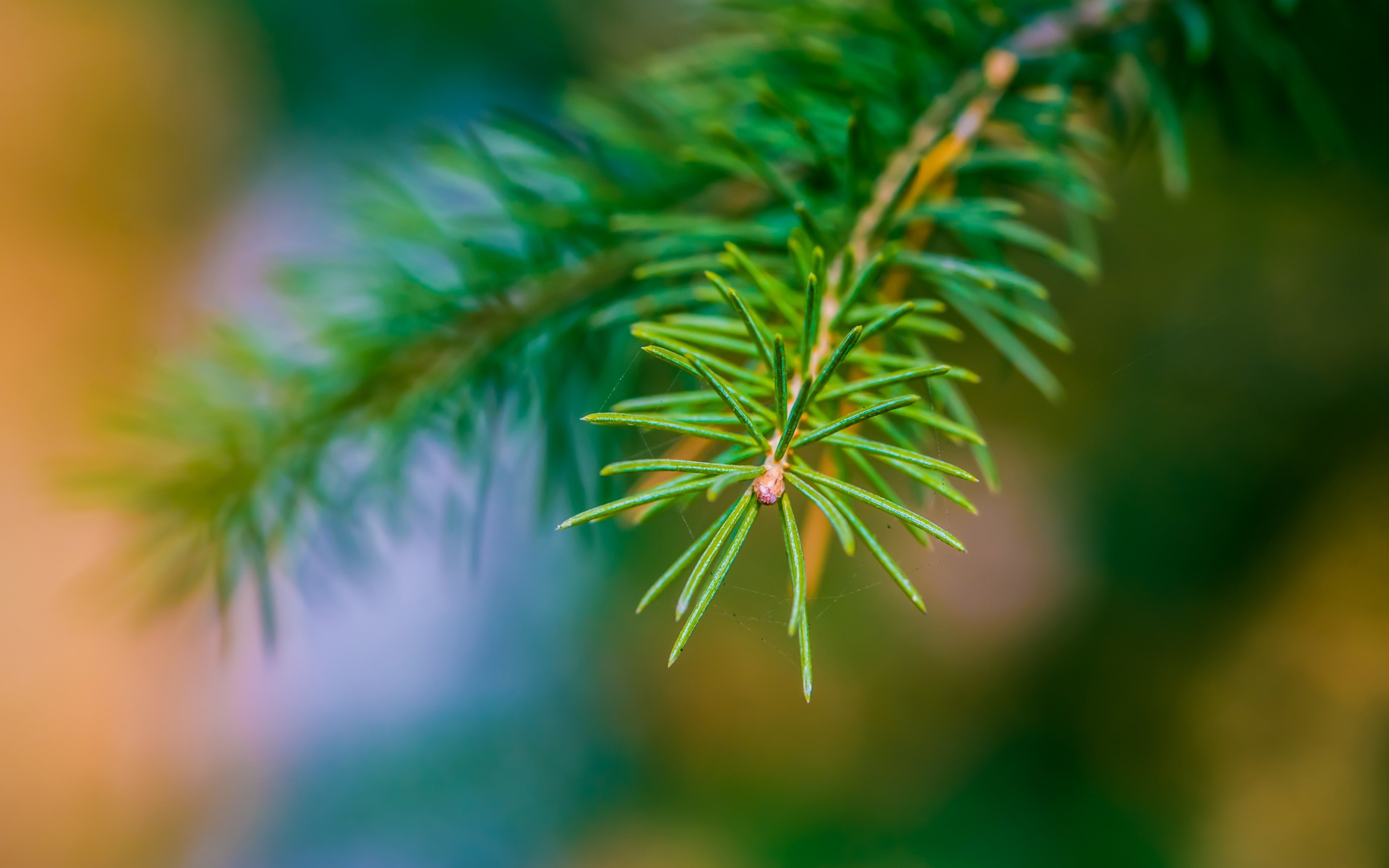 plant part, narcotic, no people, recreational drug, growth, tree, 4K, cannabis plant, pine tree, close-up, medicine, healthcare and medicine, green color, HD Wallpaper
