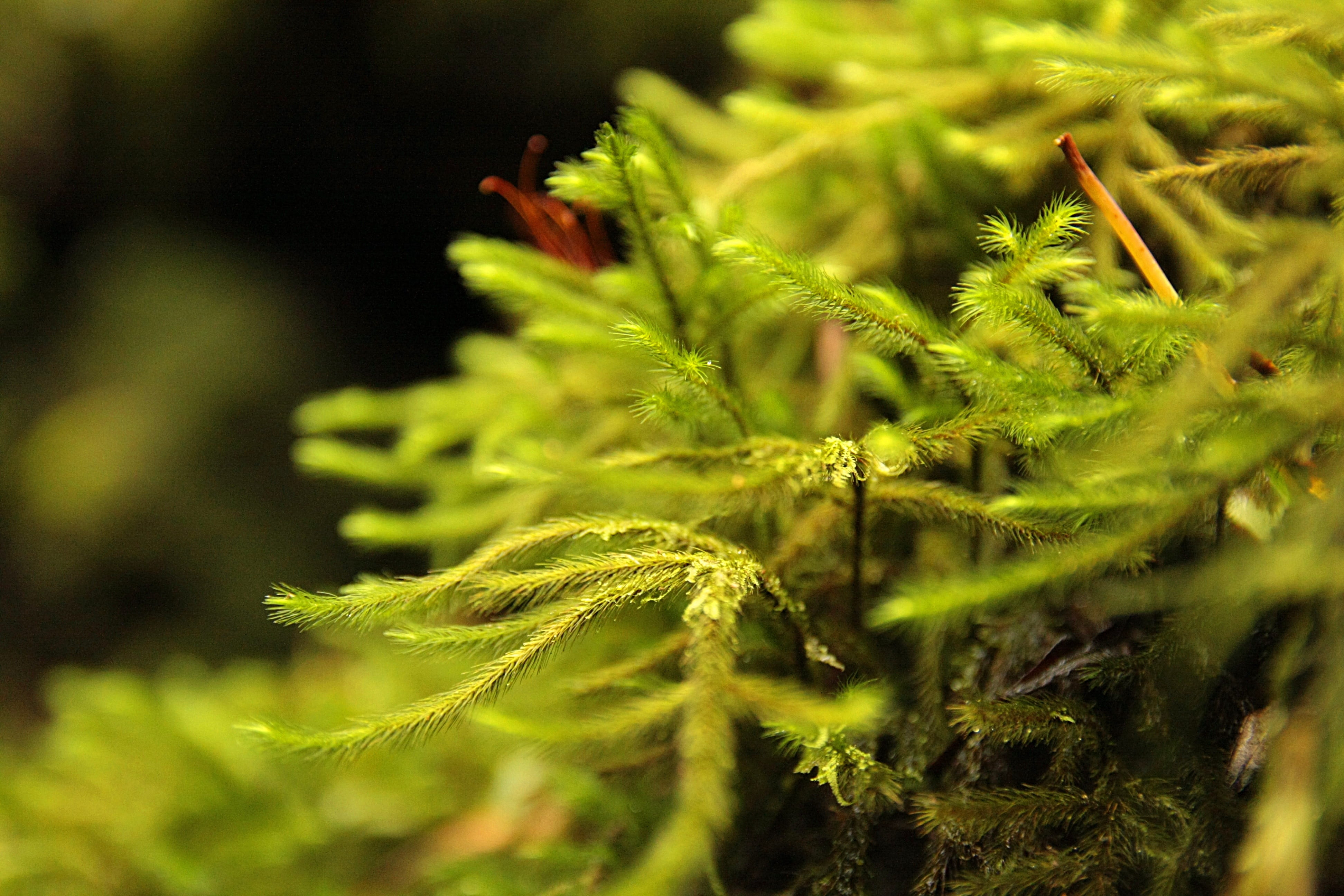 moist, nature, selective focus, alternative medicine, recreational drug, outdoors, leaf, macro, moss, narcotic, forest floor, coniferous tree, green, 4K, HD Wallpaper
